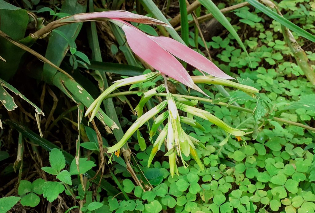 Billbergia_154527-npsmith