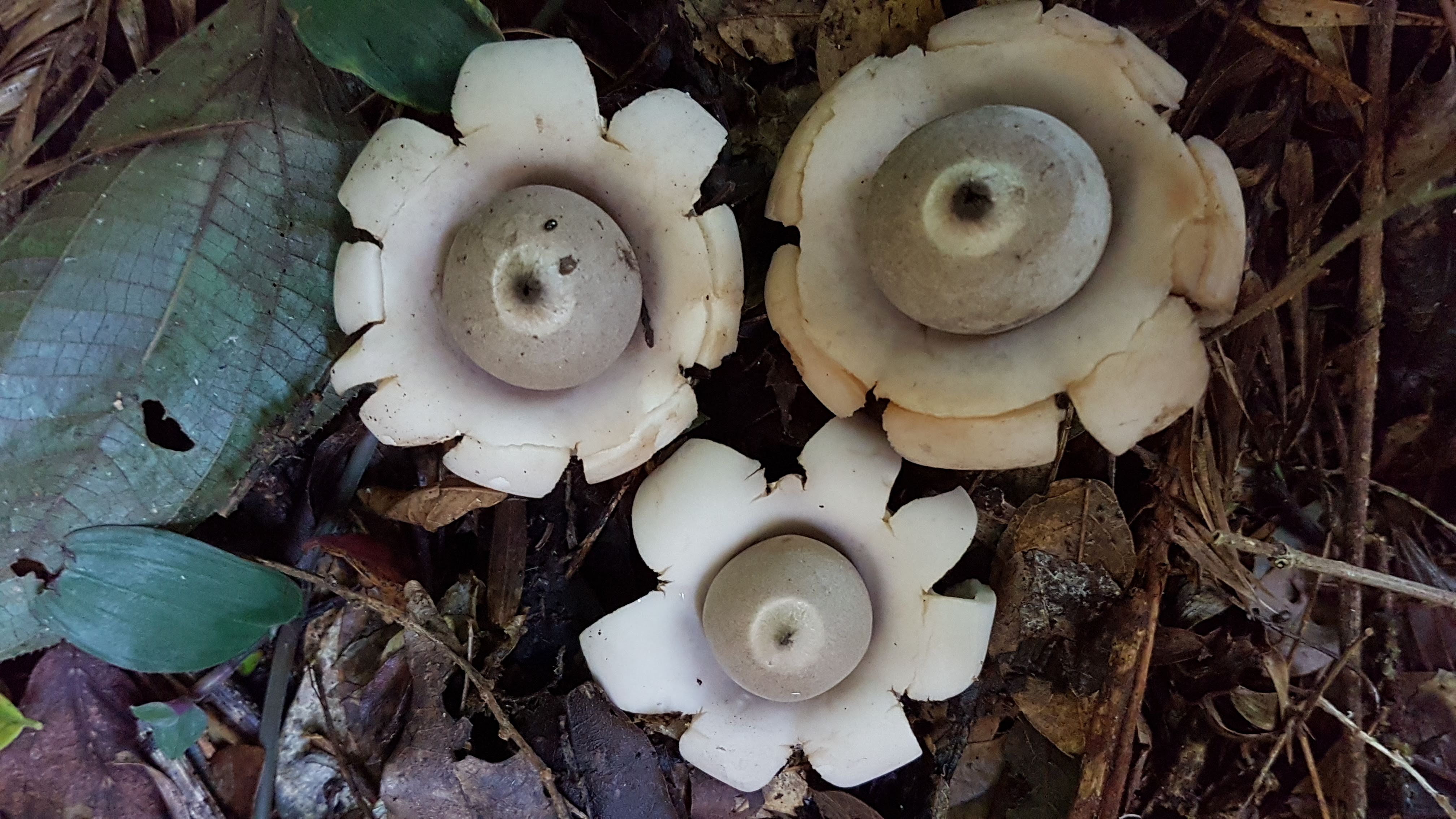 Geastrum sp.