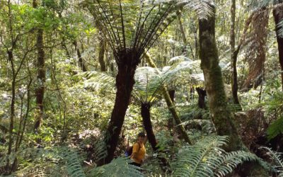 Checklist of the Ferns in the Furnas River Reserve