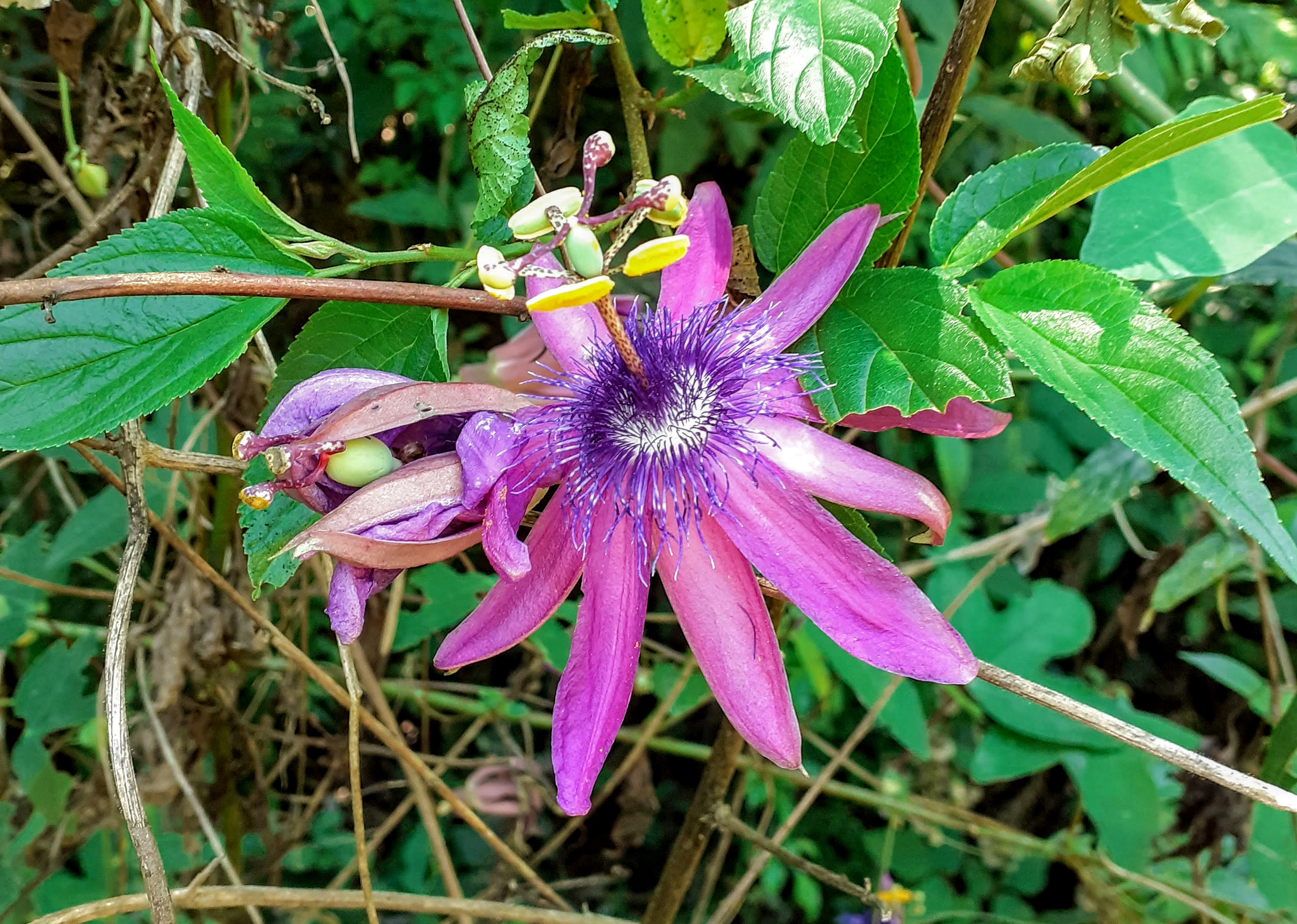 Passiflora loefgrenii