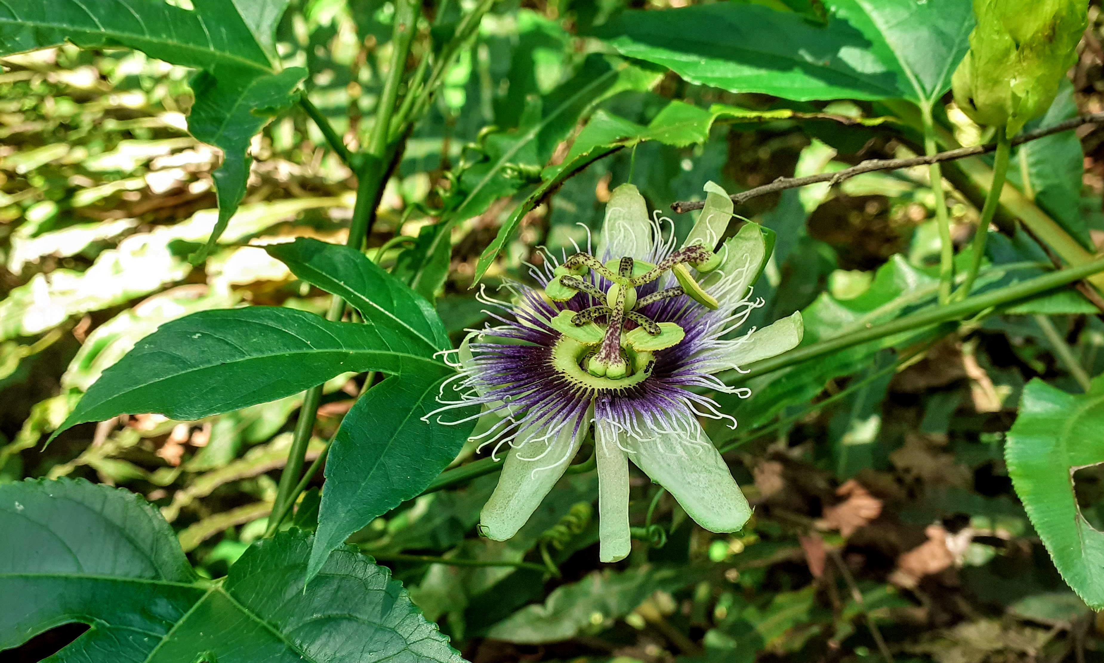 Passiflora edulis