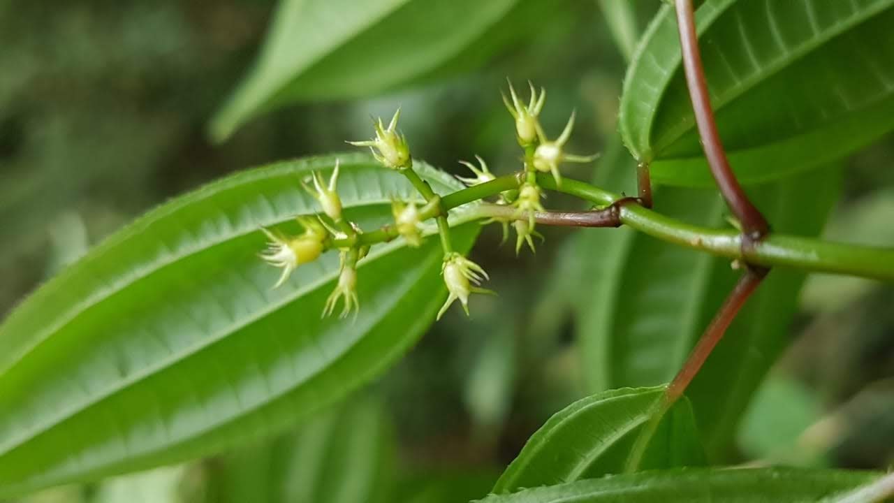 Leandra laevigata