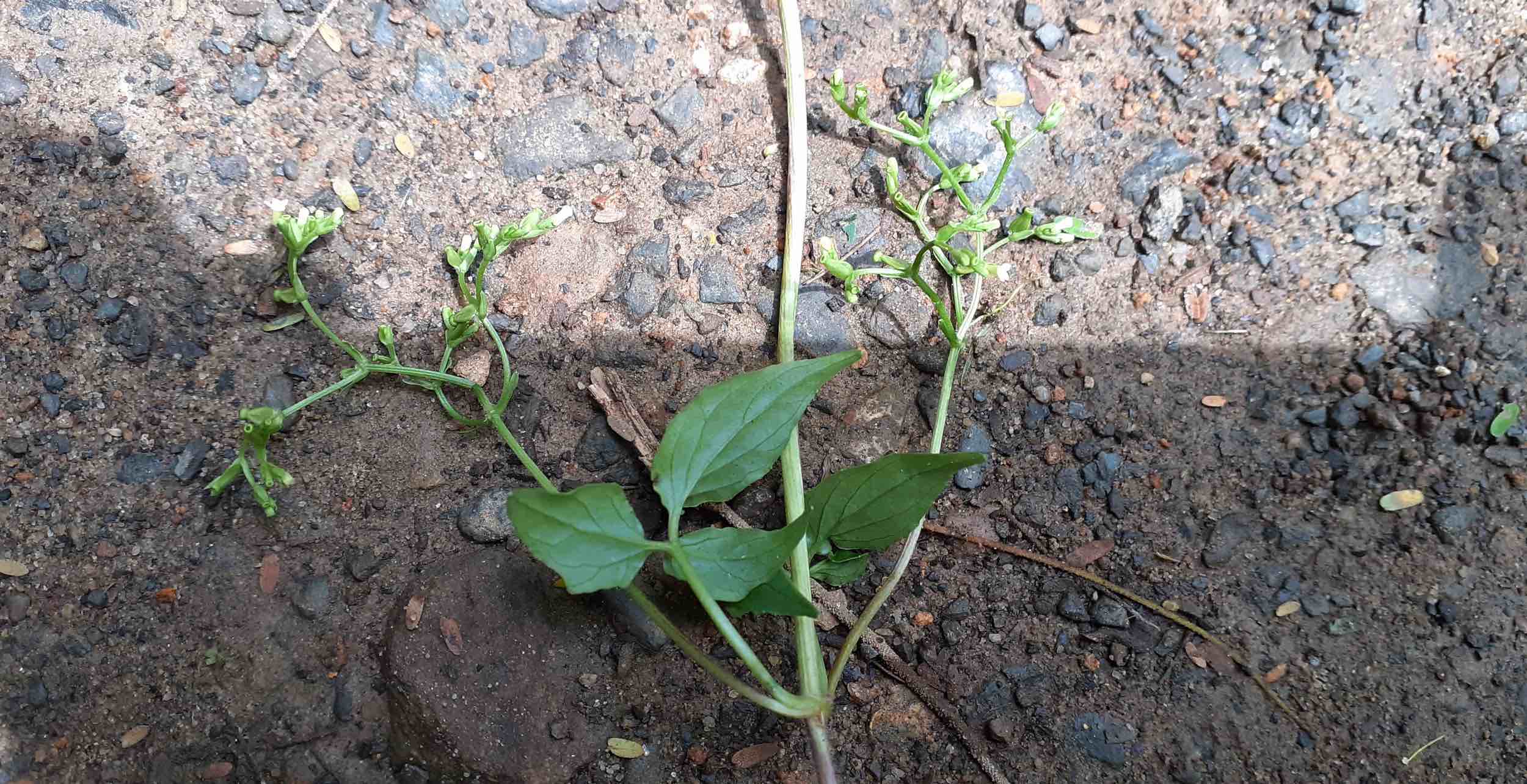 Valeriana scandens