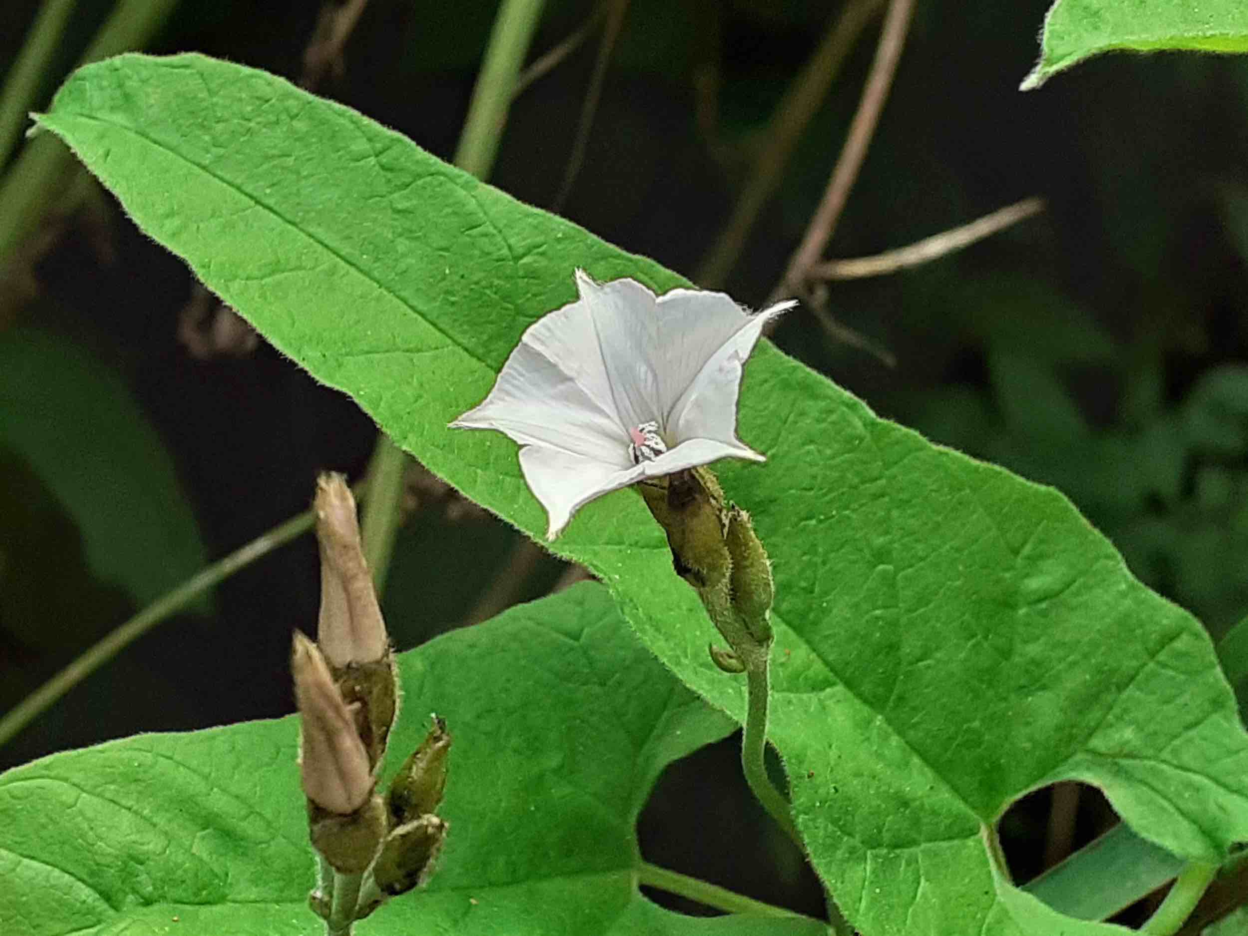 Convolvulus crenatifolius