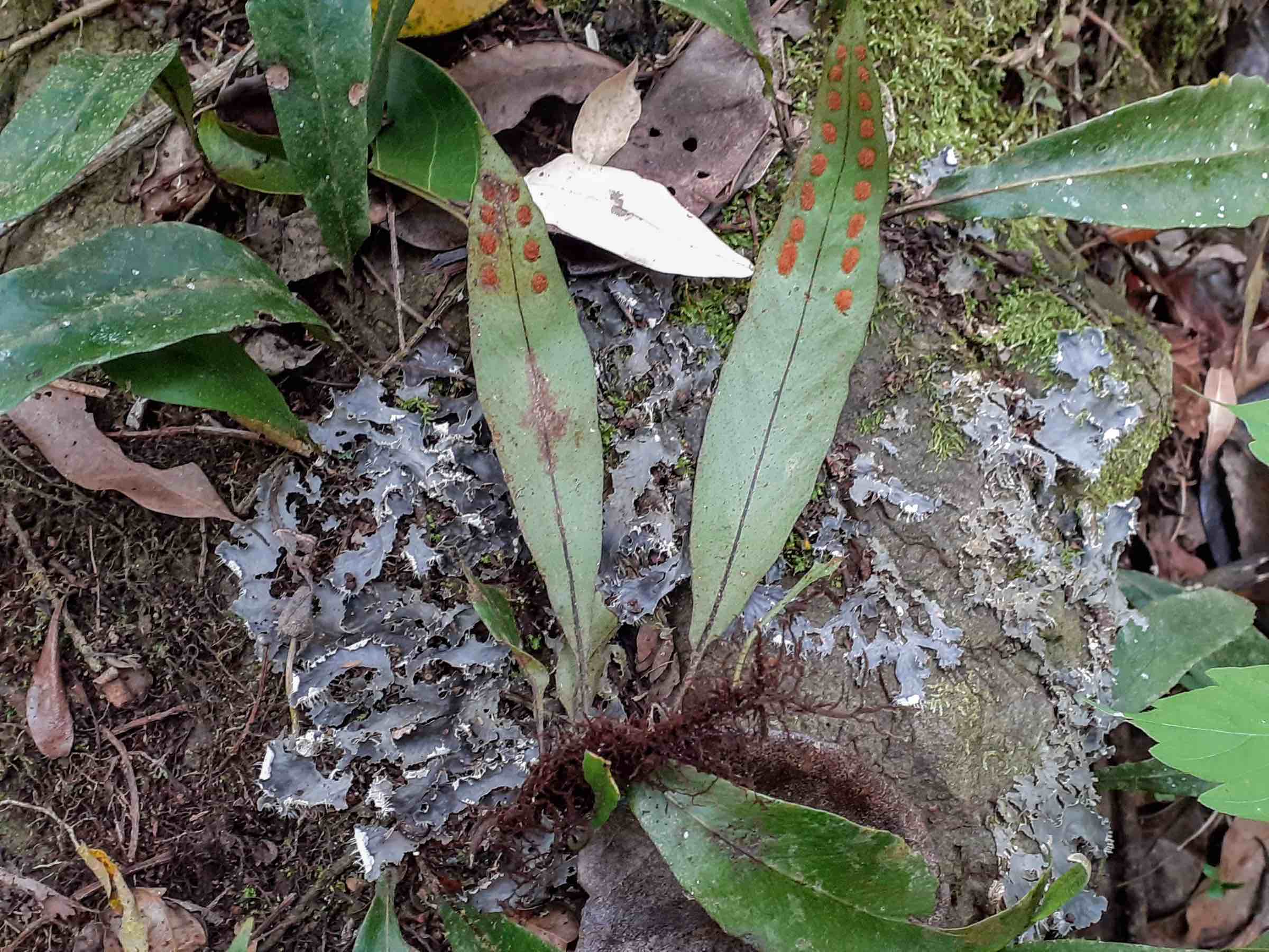 Pleopeltis macrocarpa