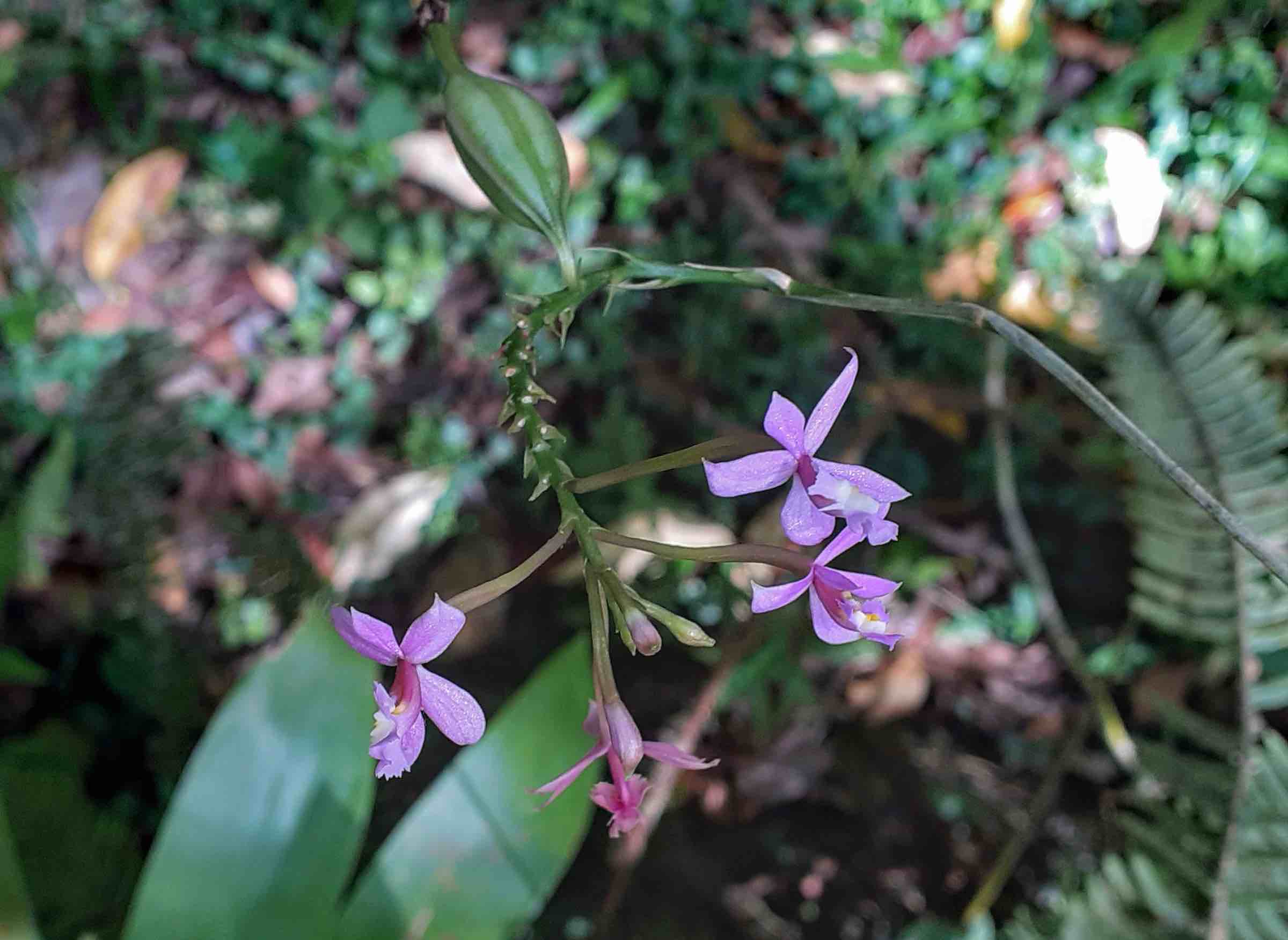 Epidendrum secundum