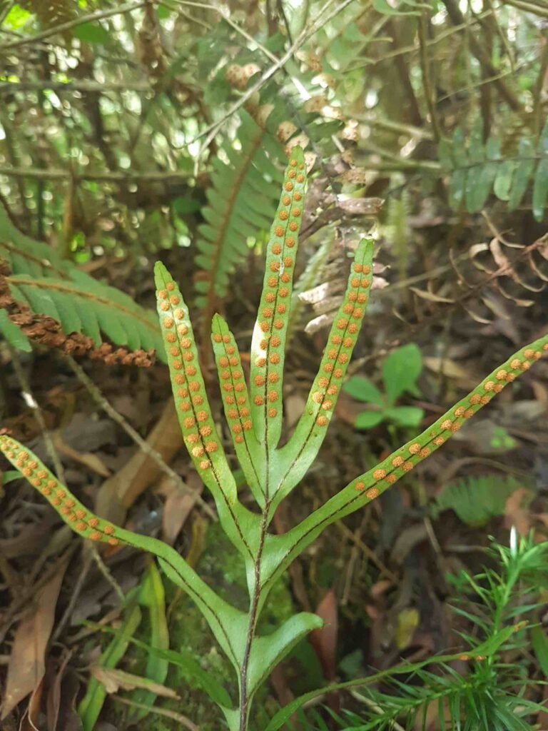 Pleopeltis pleopeltifolia nsmith_124019-web