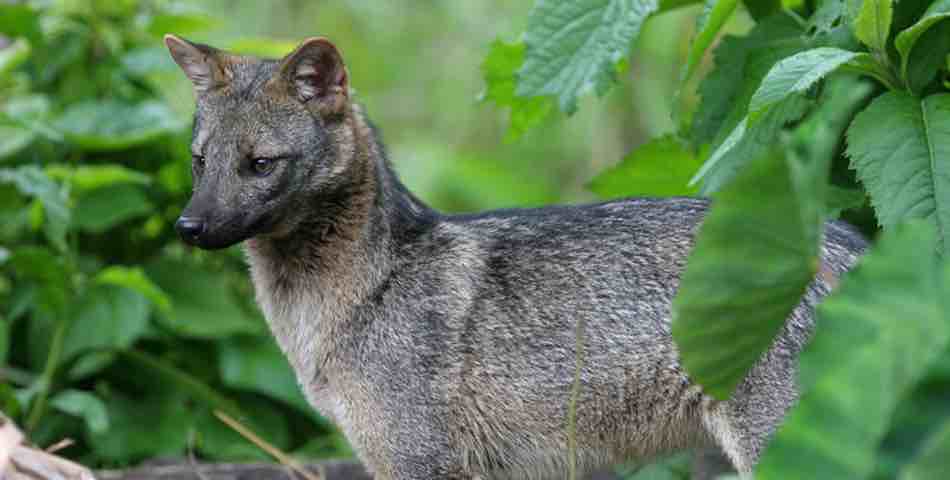 Checklist of the Mammals in the Furnas River Reserve