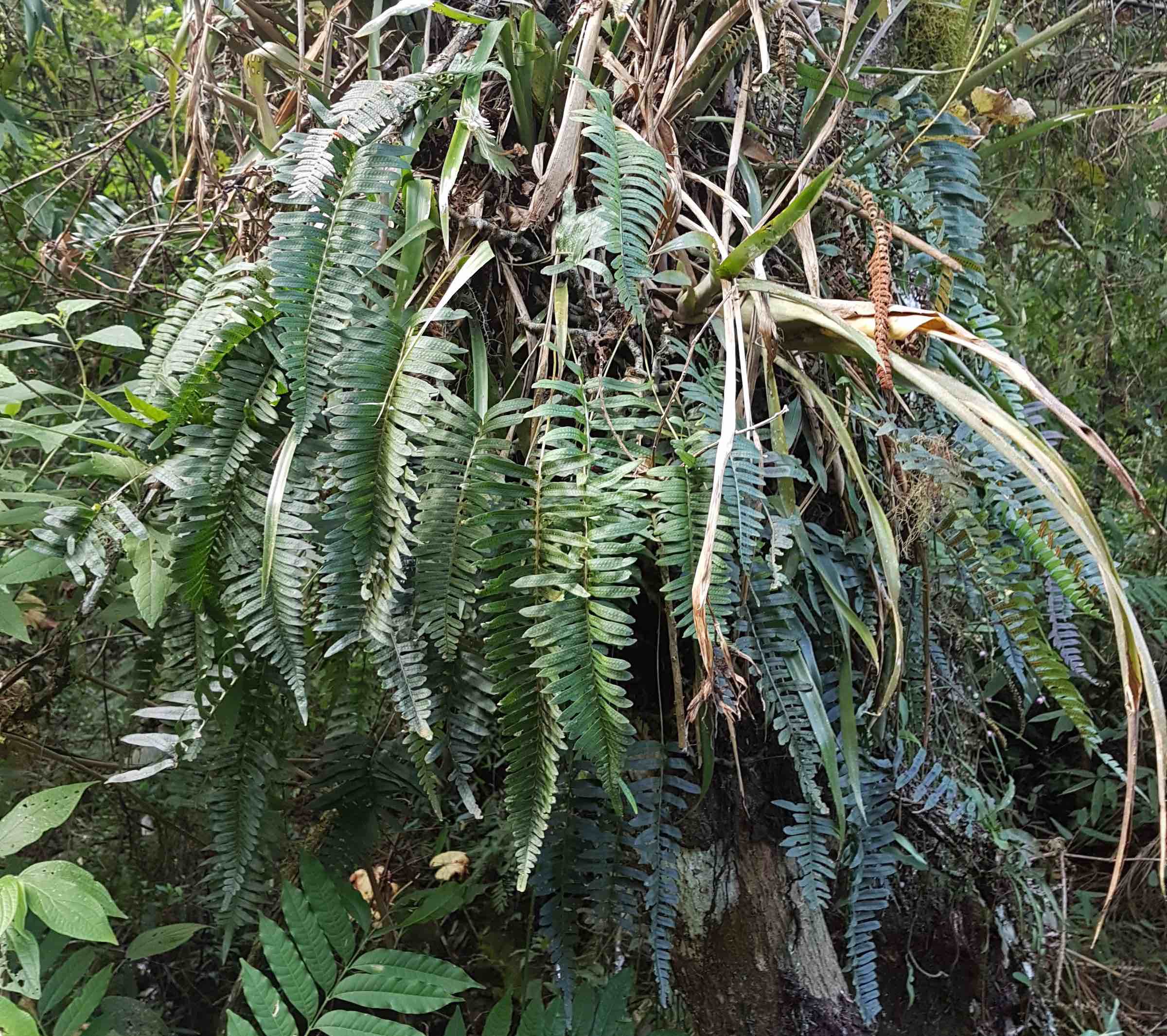 Serpocaulon catharinae