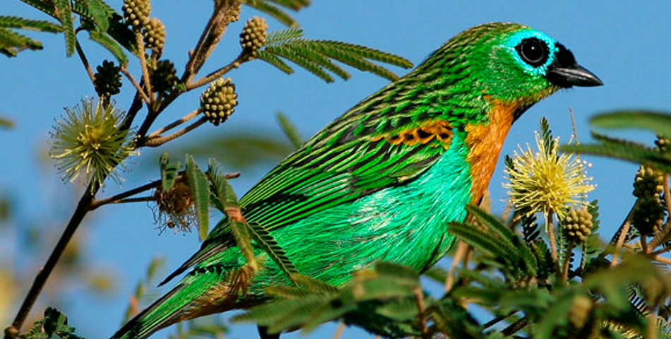 Checklist das aves da Reserva Rio das Furnas
