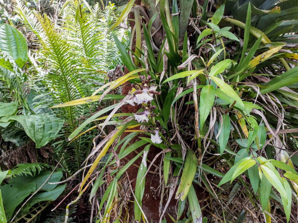Zygopetalum-20191020_124910web