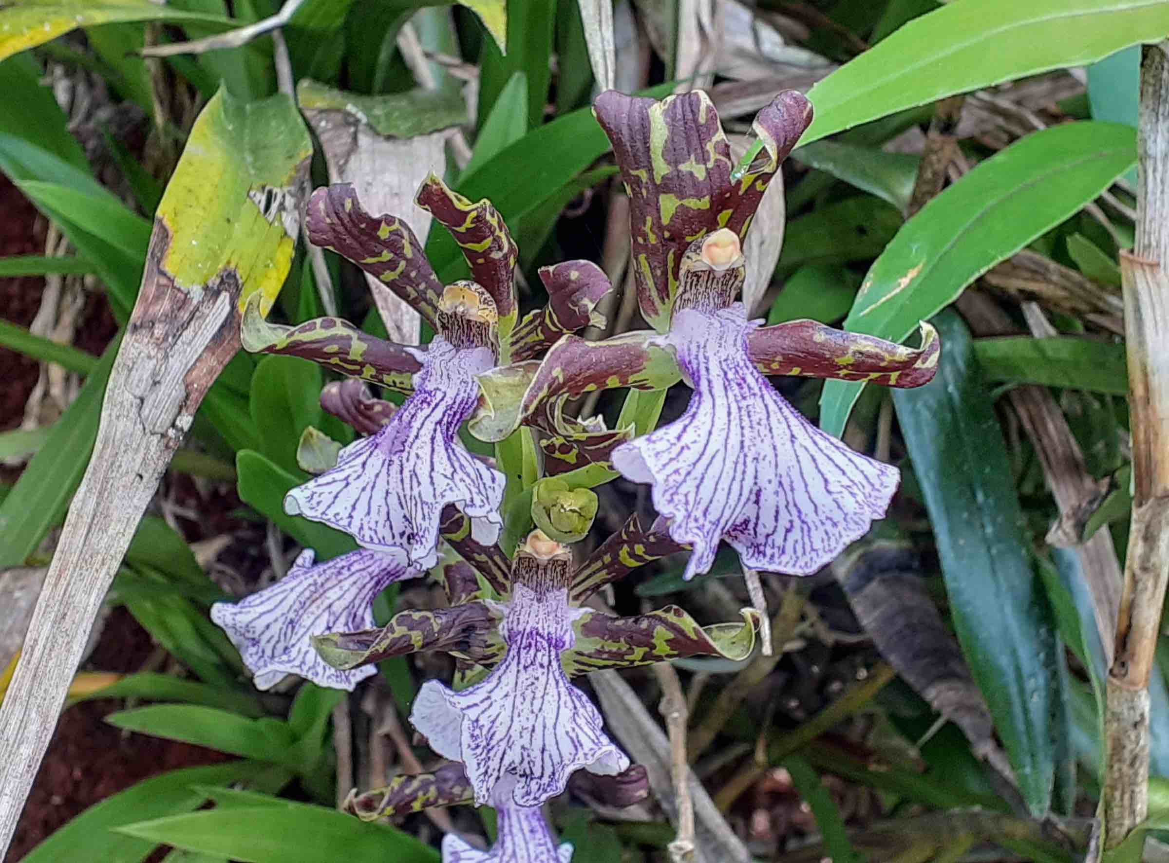 Zygopetalum crinitum