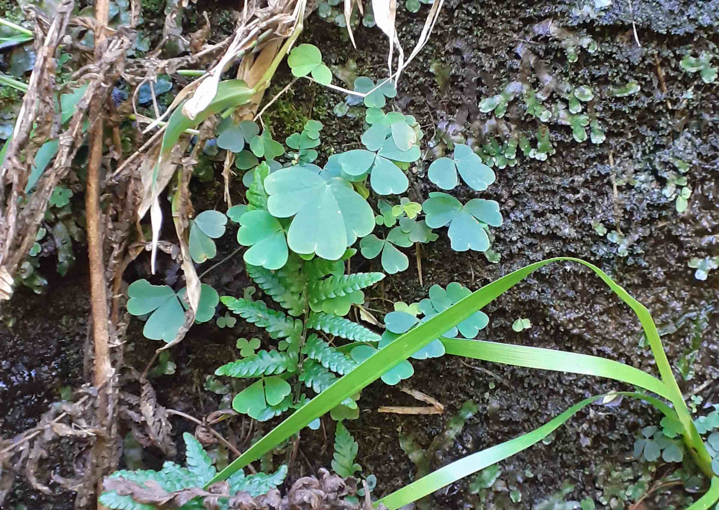 Oxalis geralensis