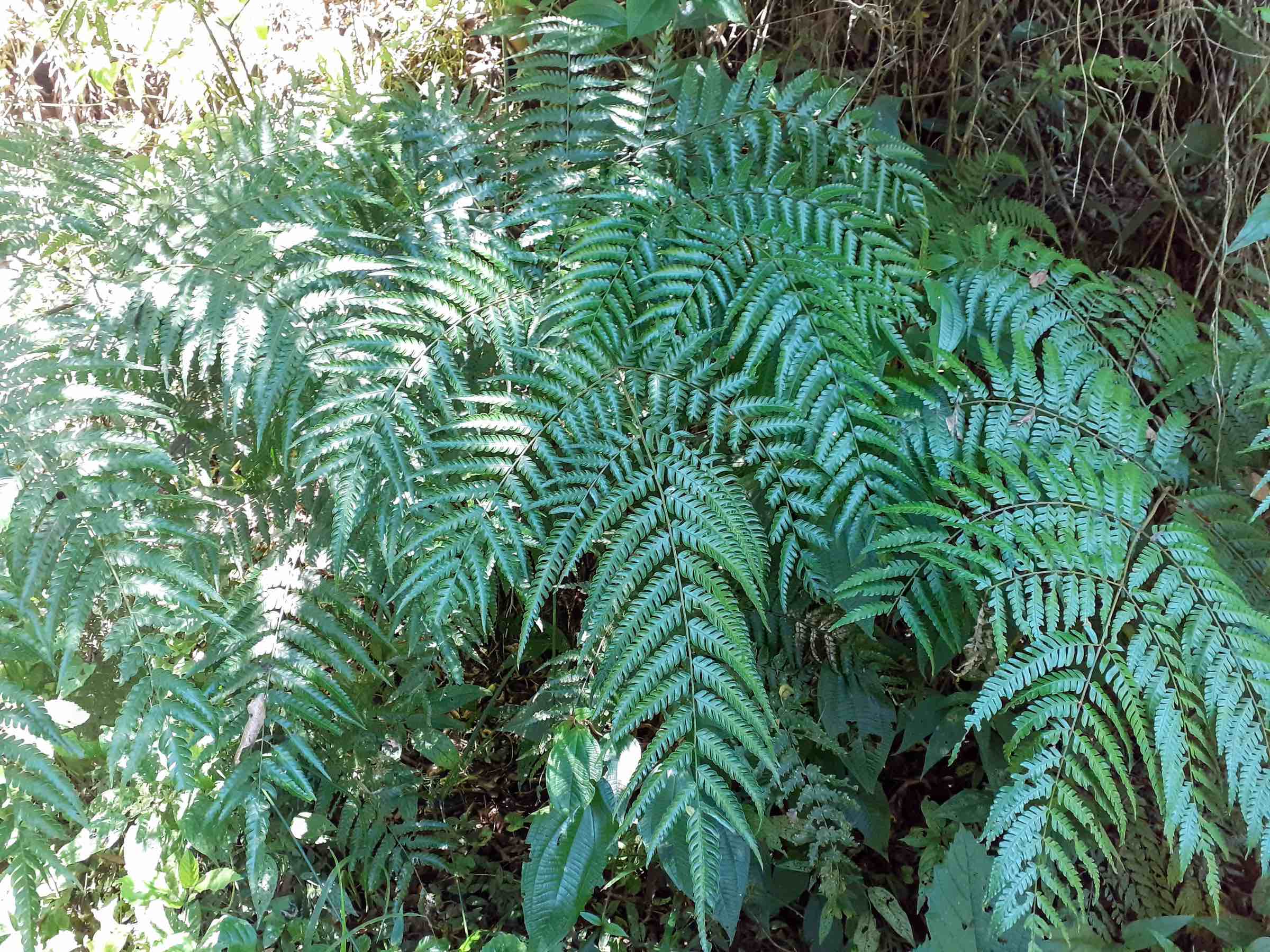 Pteris deflexa