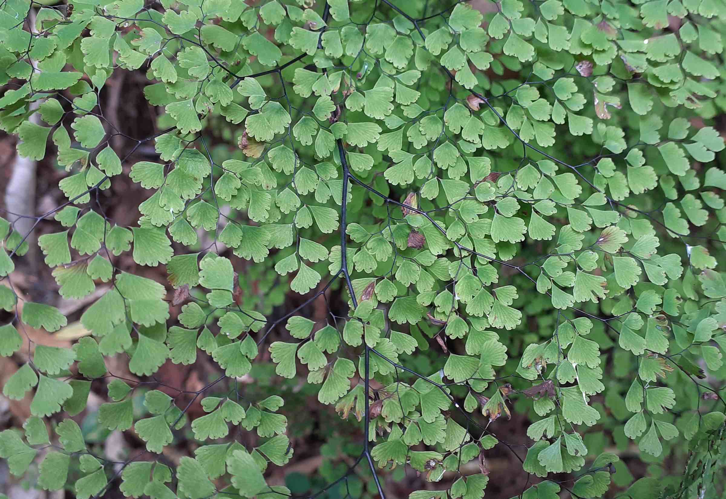 Adiantum raddianum