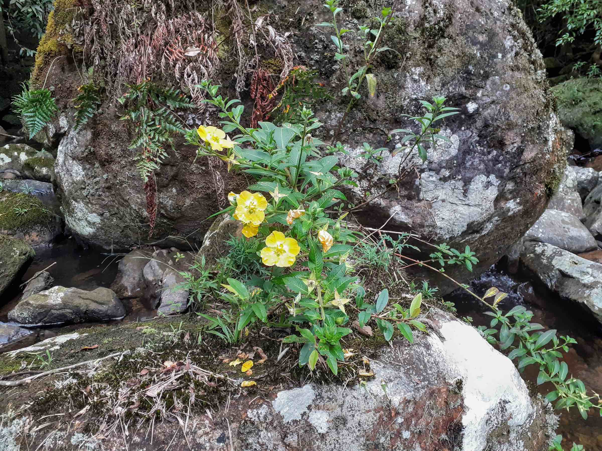 Ludwigia sp.