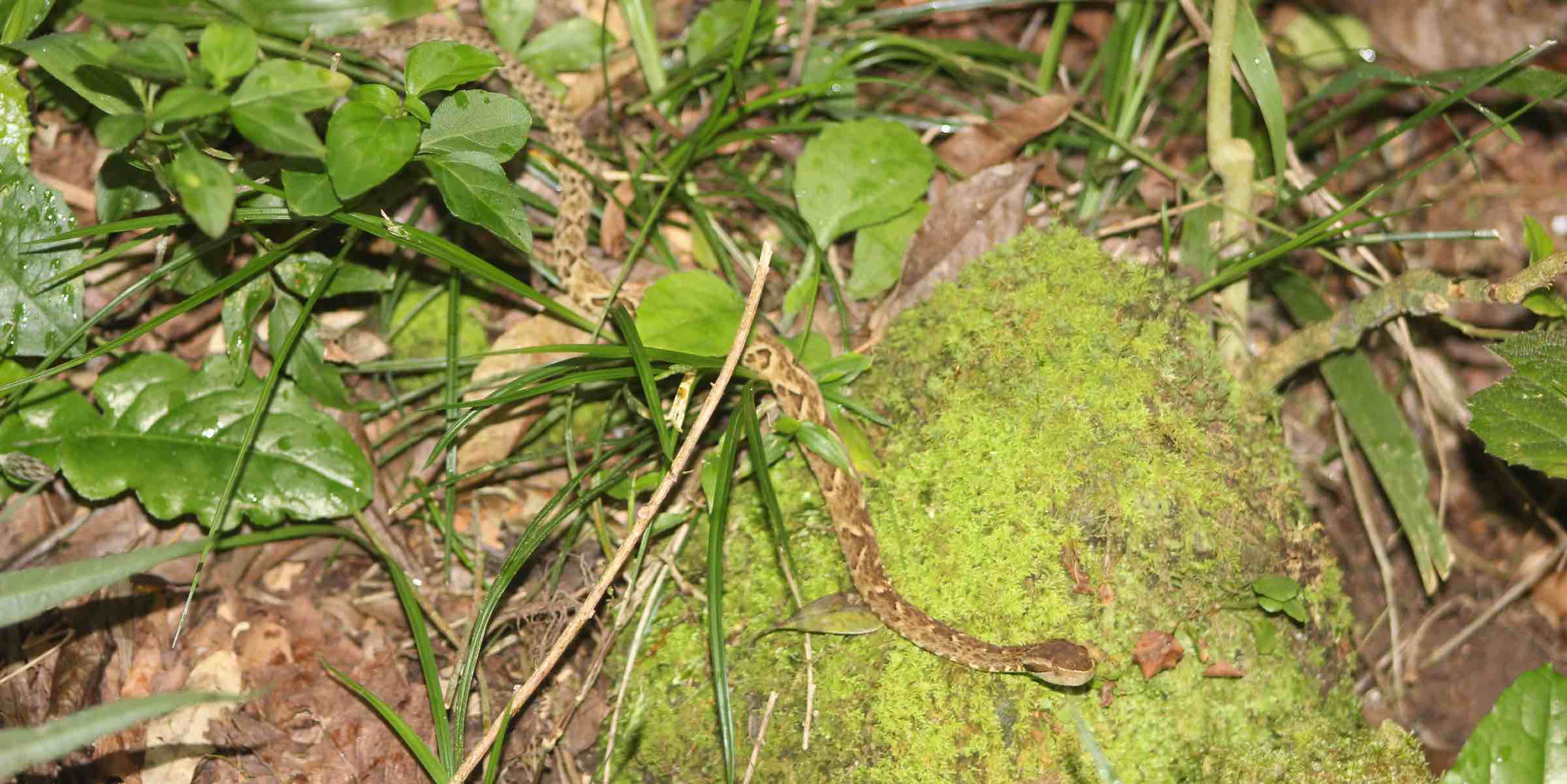 Bothrops jararaca