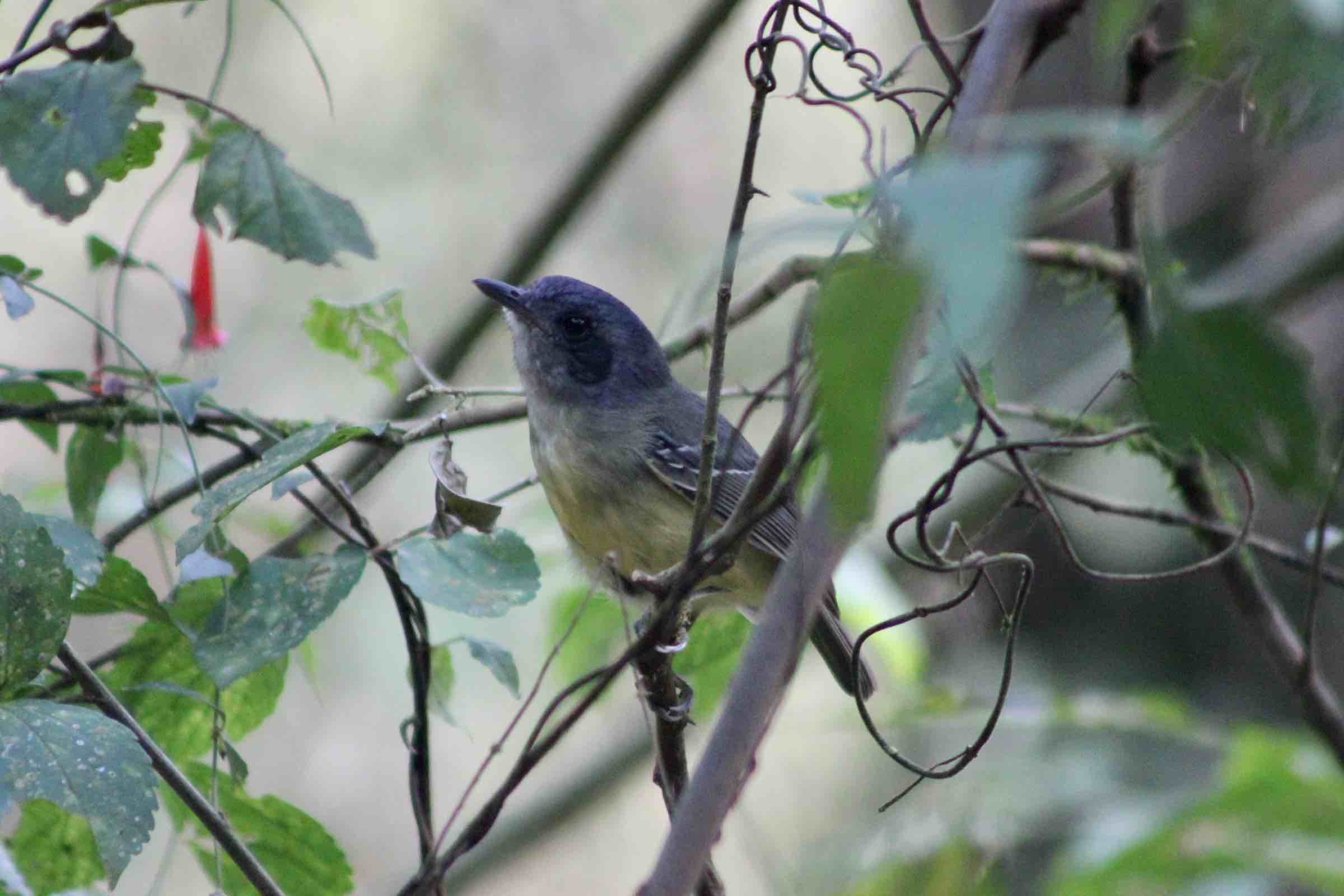 Dysithamnus mentalis