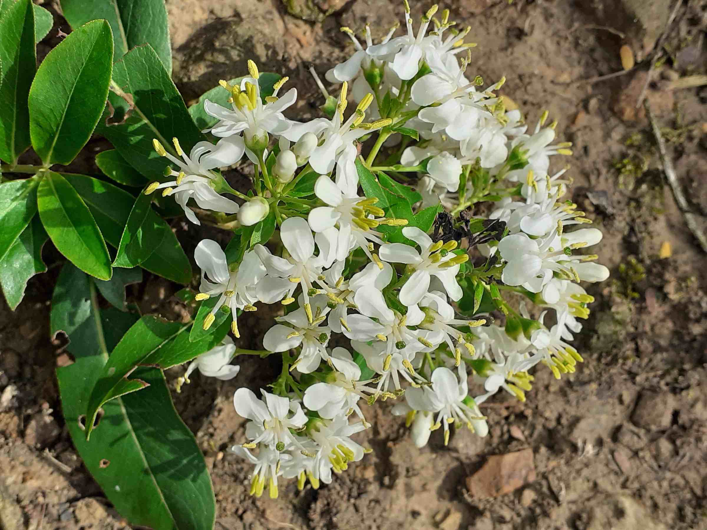 Escallonia bifida