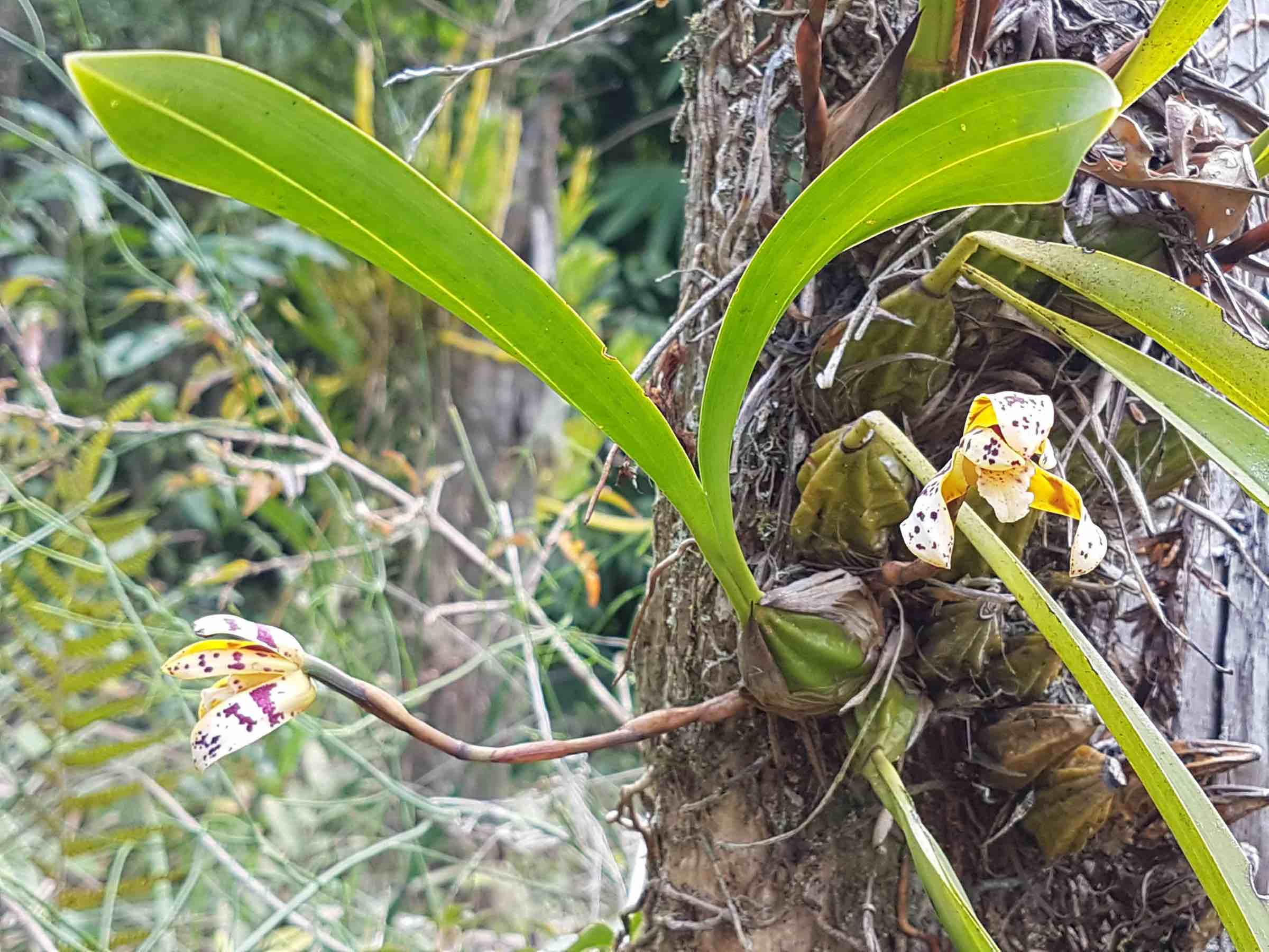 Maxillaria picta