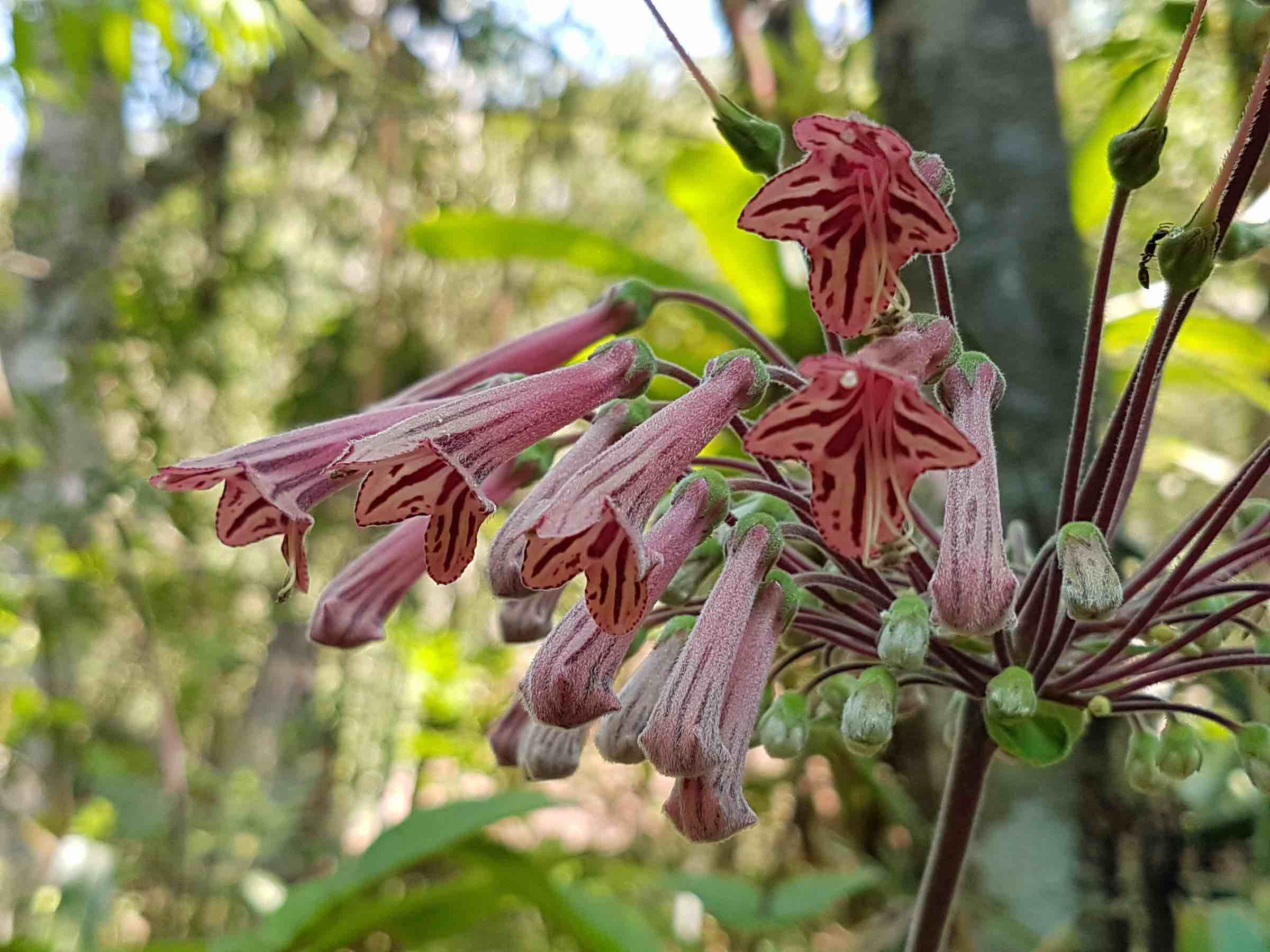 Sinningia douglasii