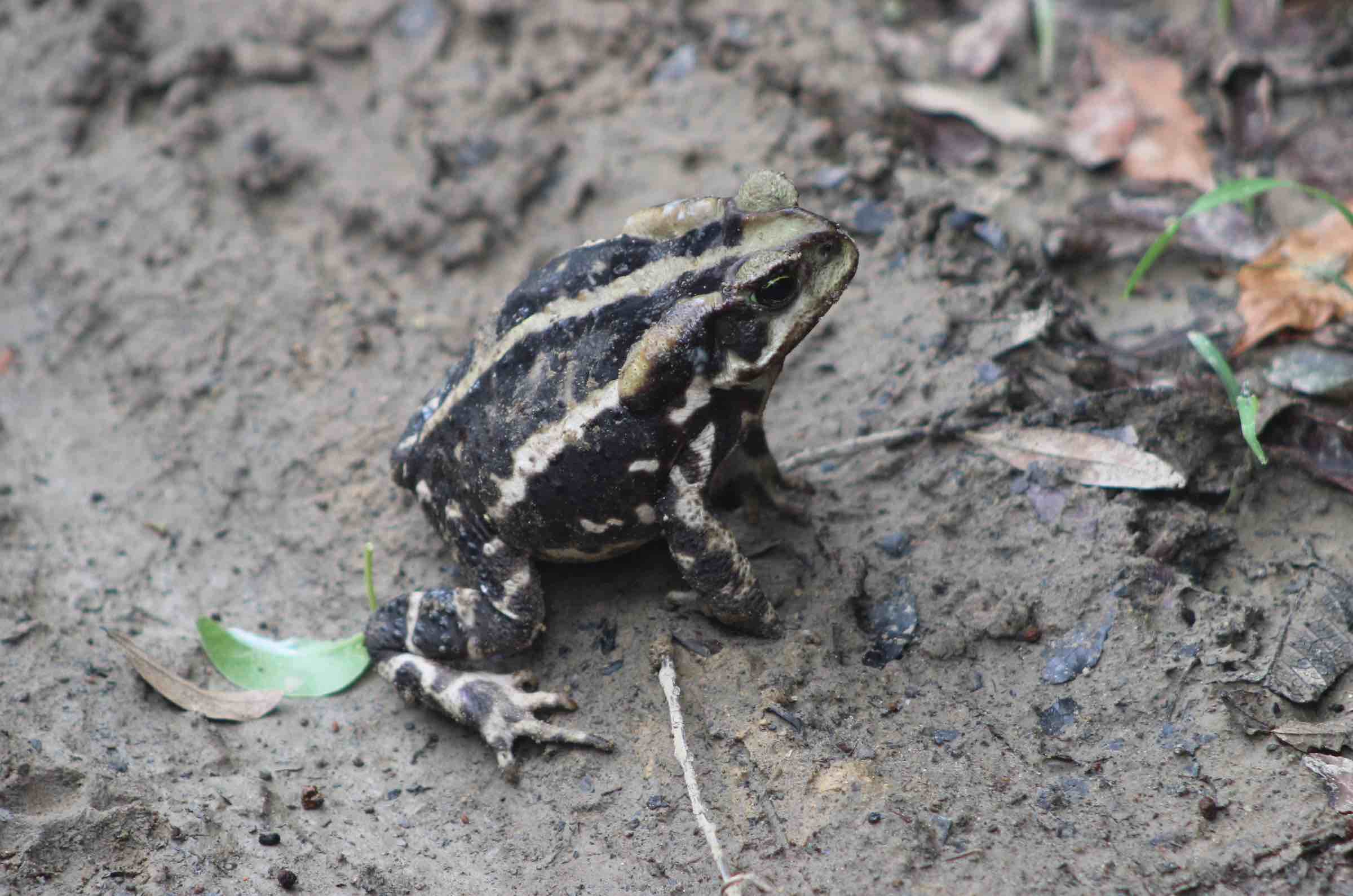 Rhinella icterica