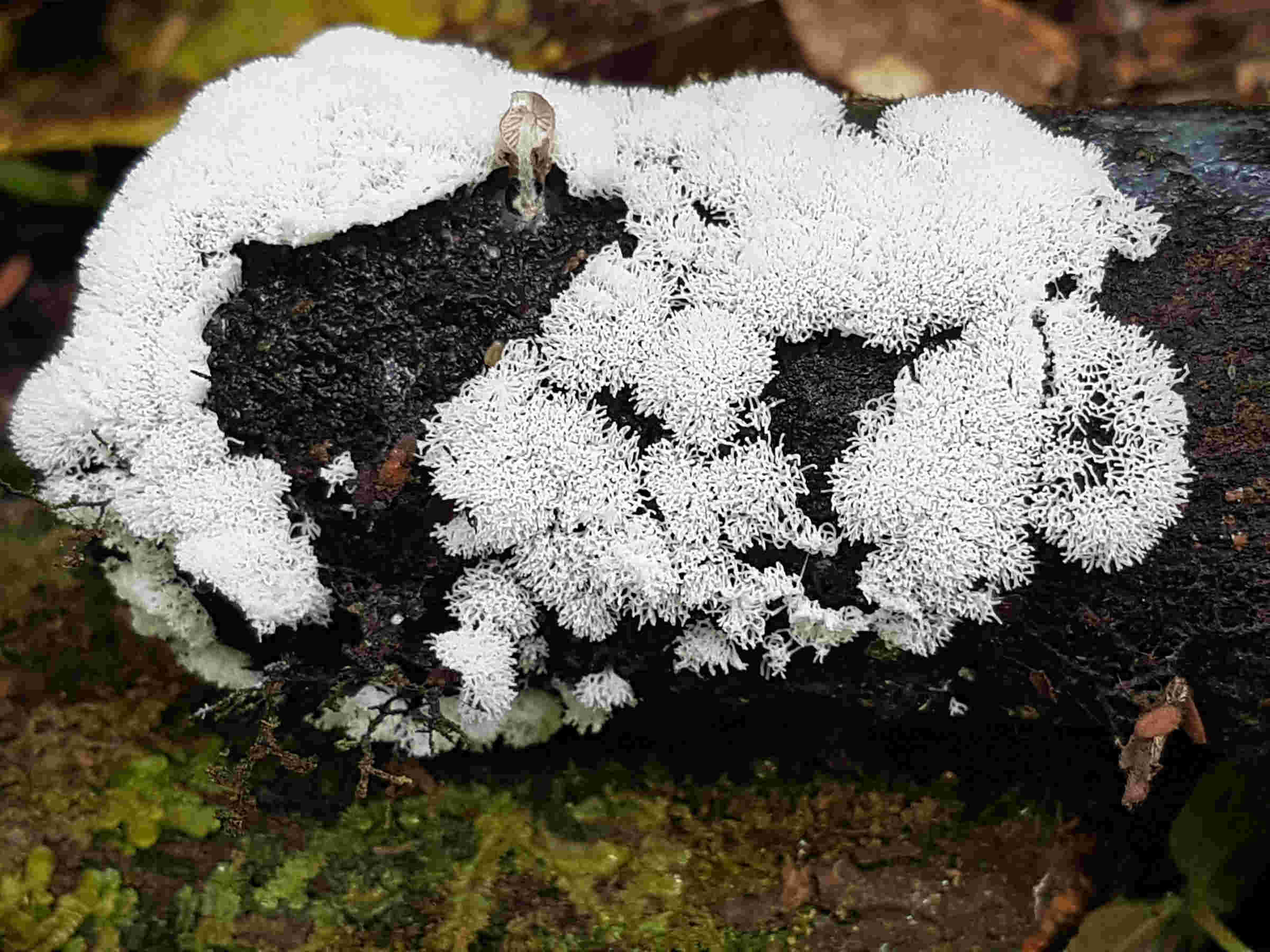 Ceratiomyxa fruticulosa