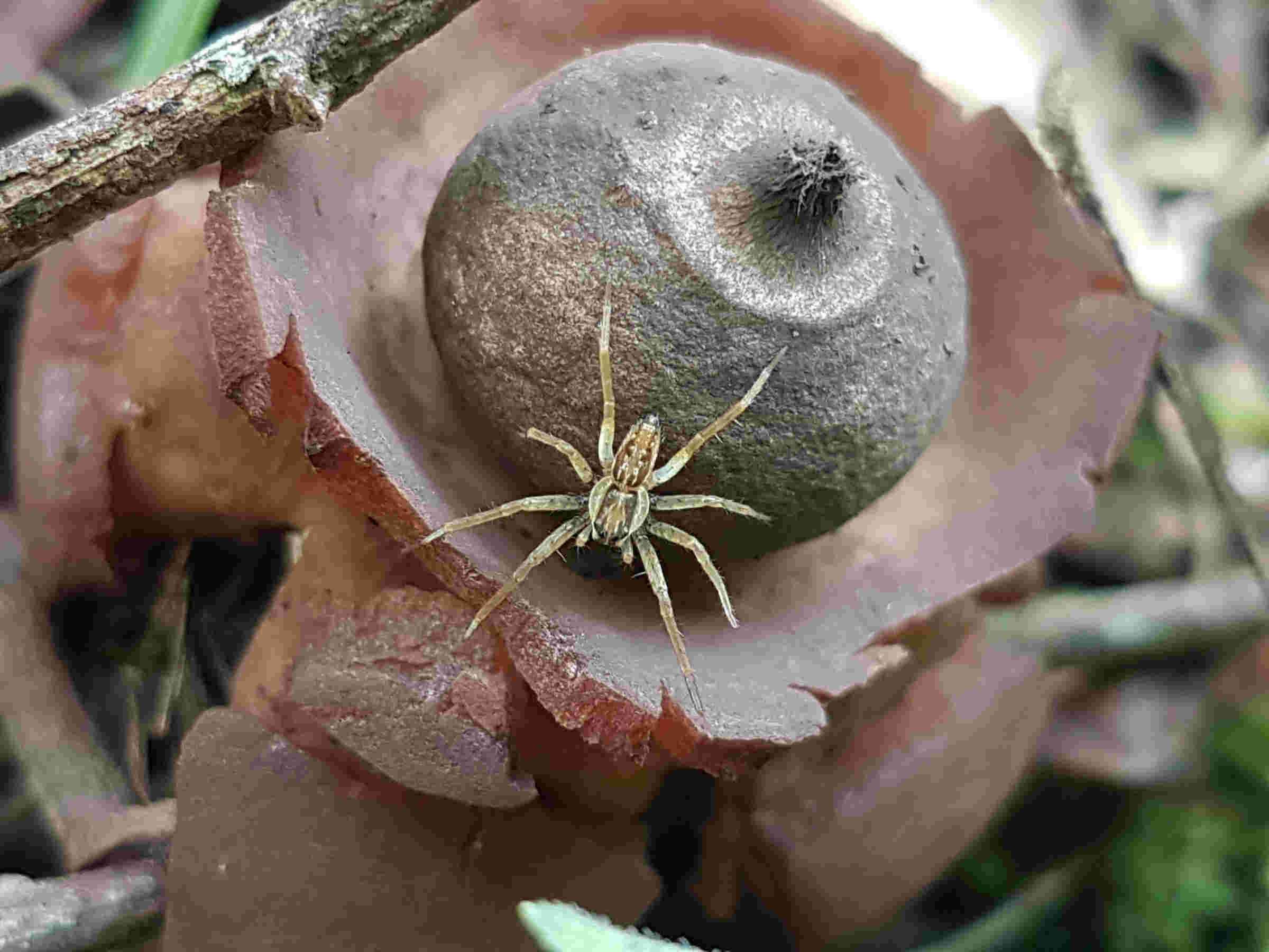 Geastrum triplex