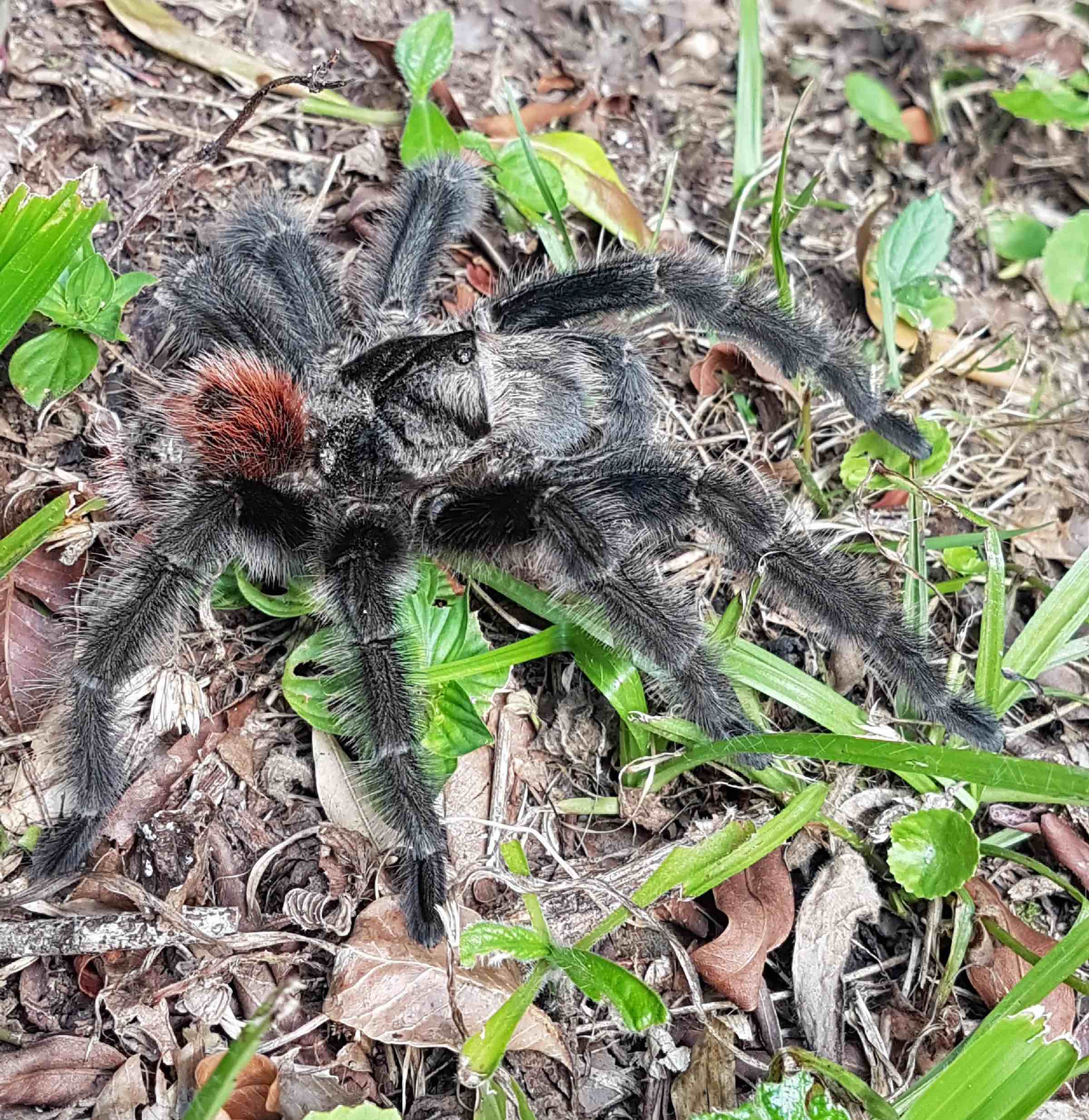 Grammostola iheringi