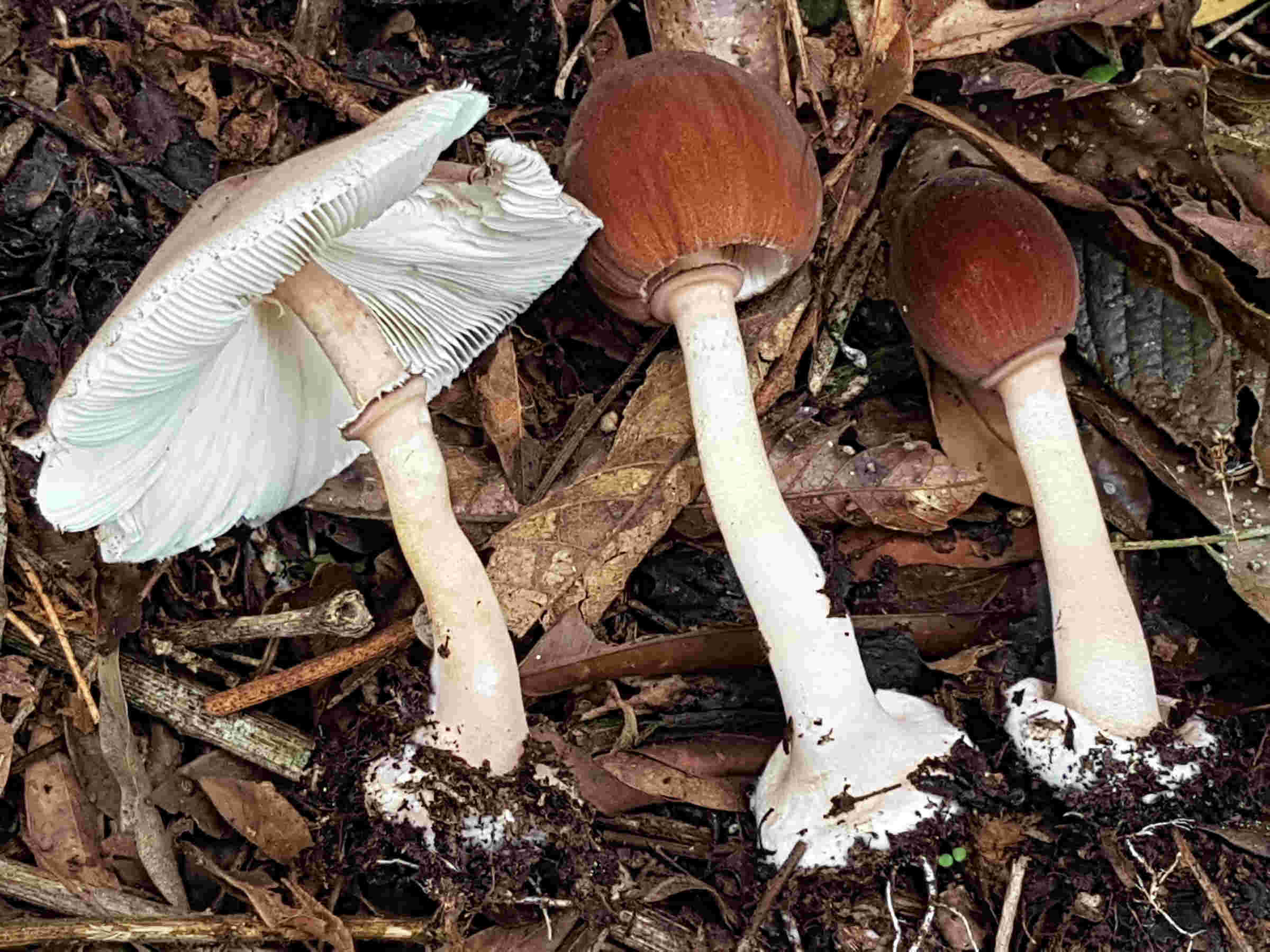 Leucoagaricus lilaceus