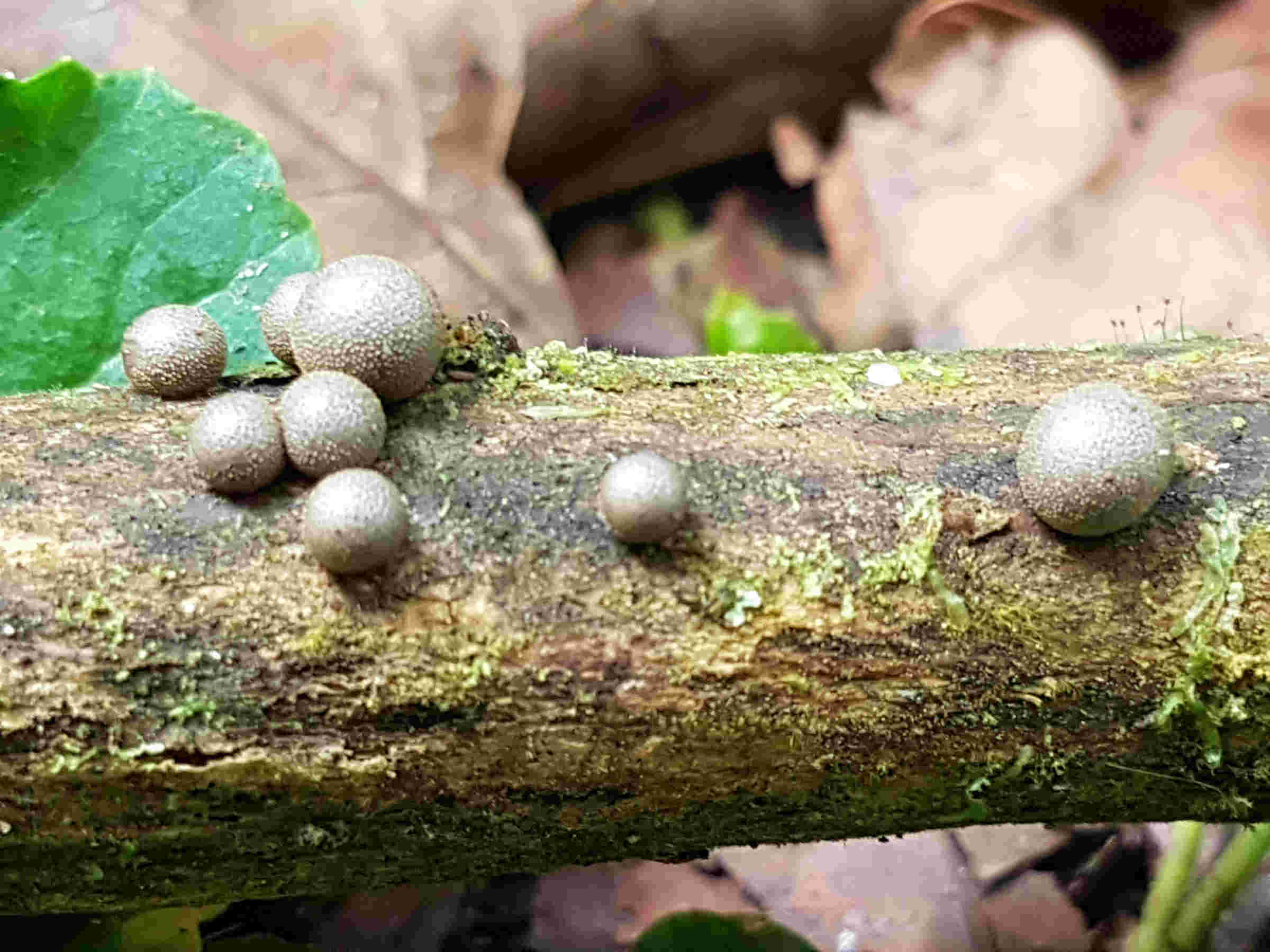 Lycogala sp.