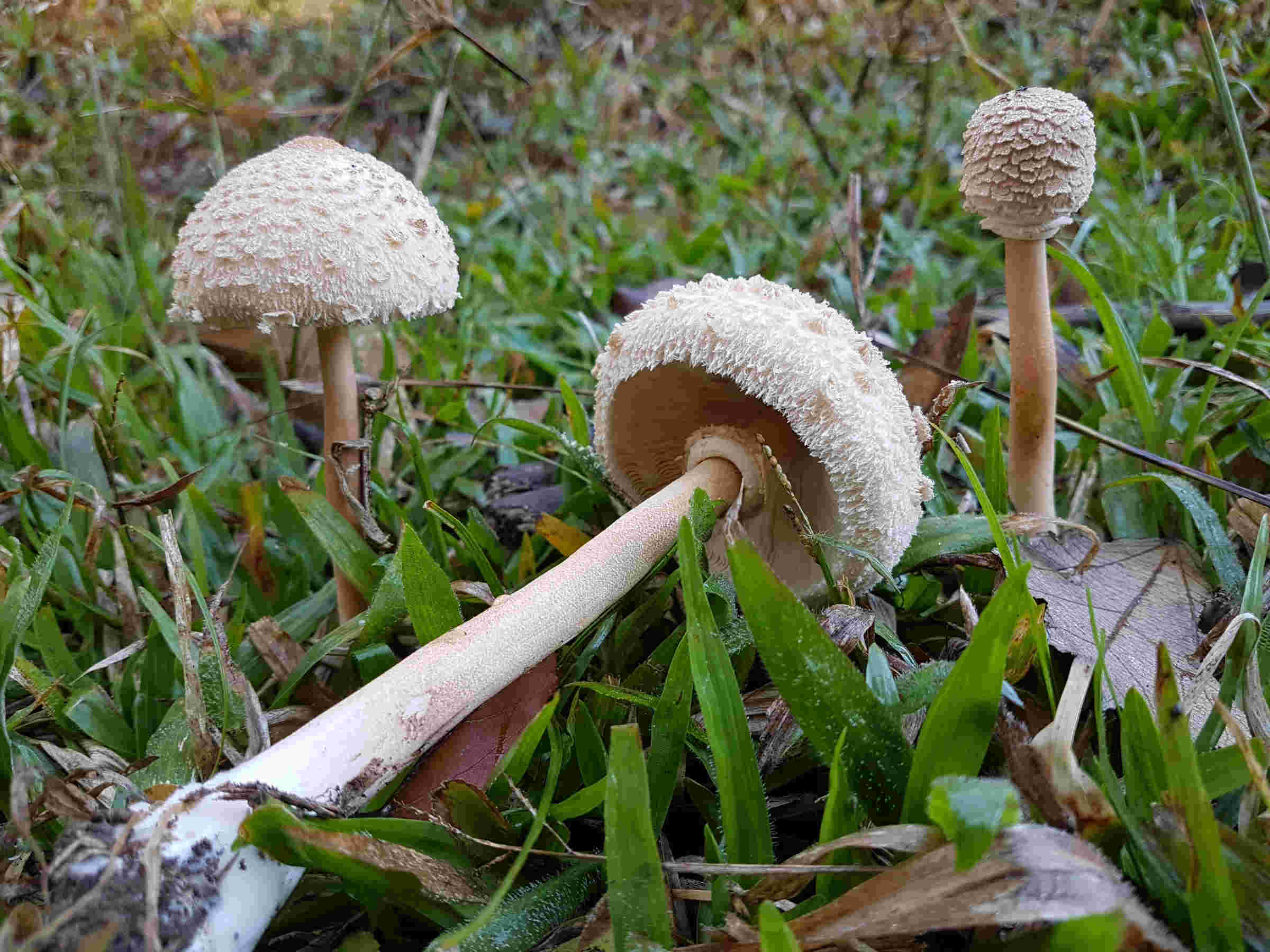 Macrolepiota sp.