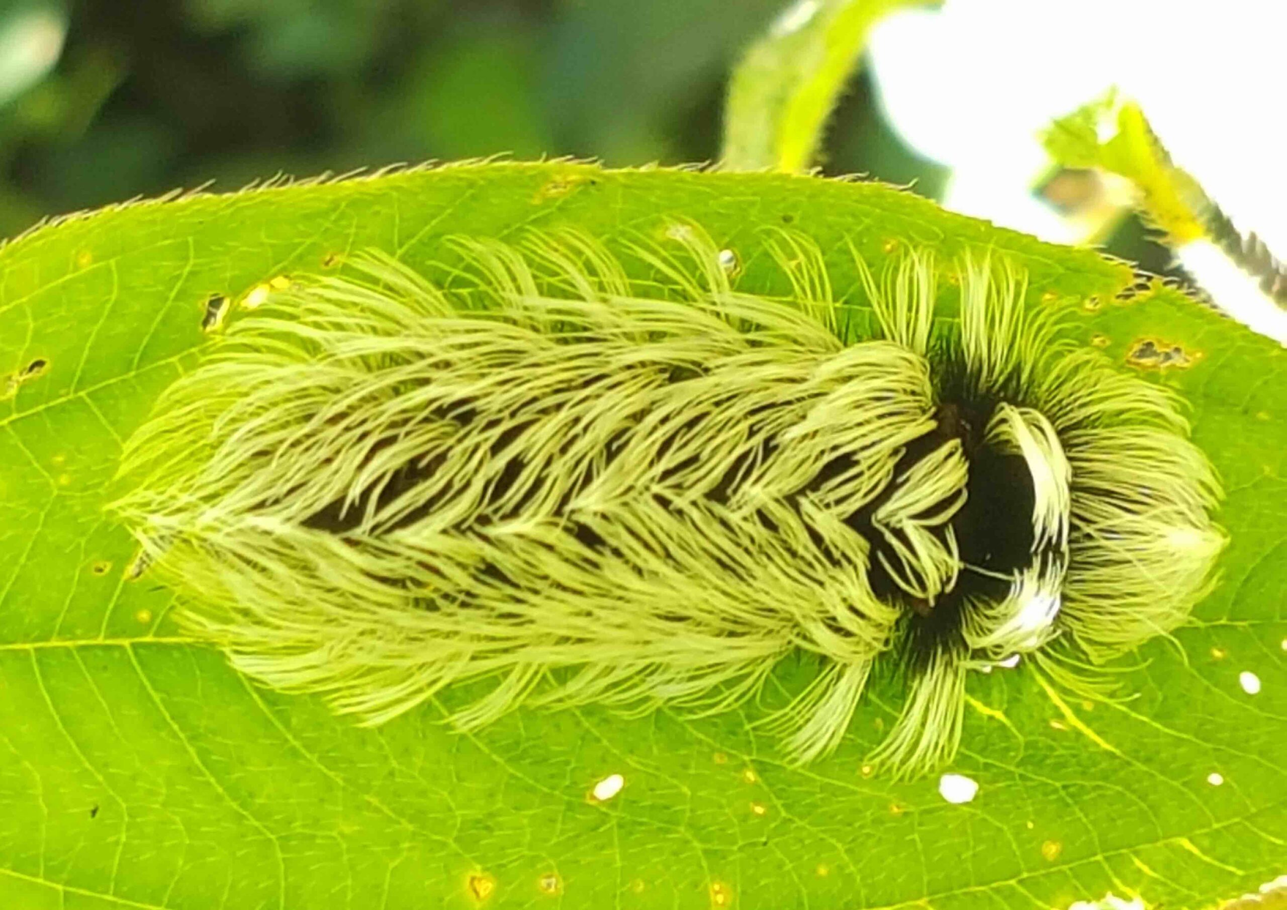 Megalopygidae sp.