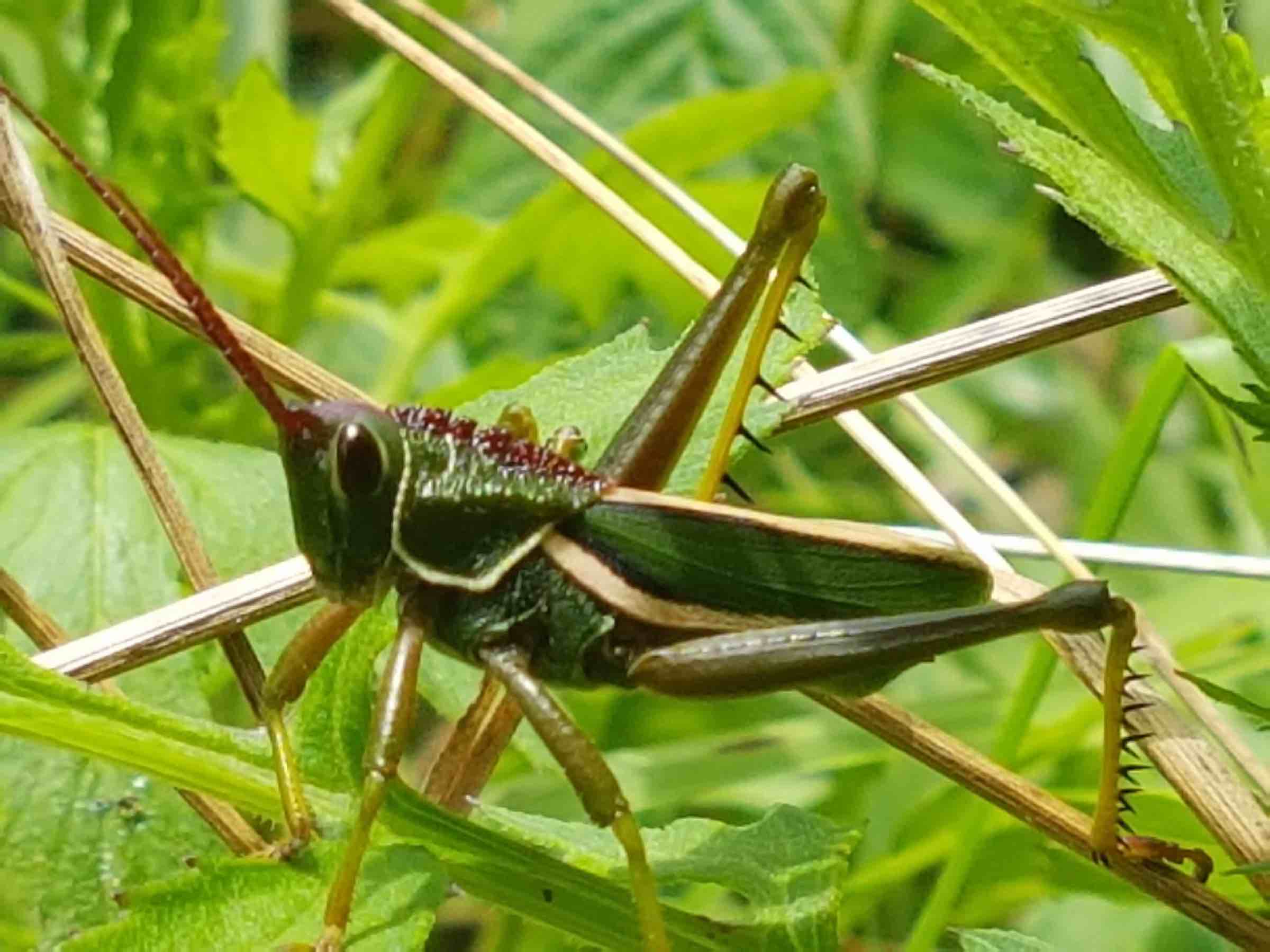 Orthoptera sp.