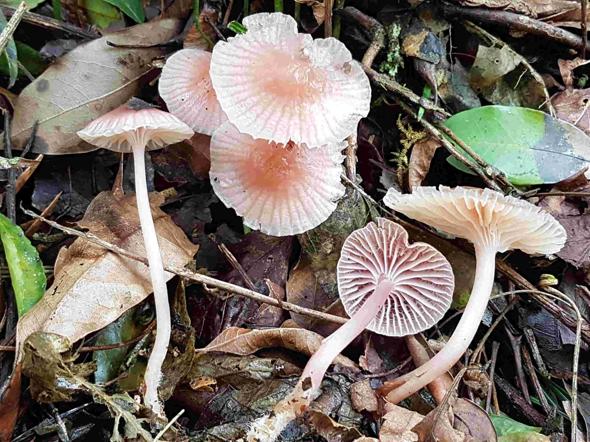 Poromycena violacella