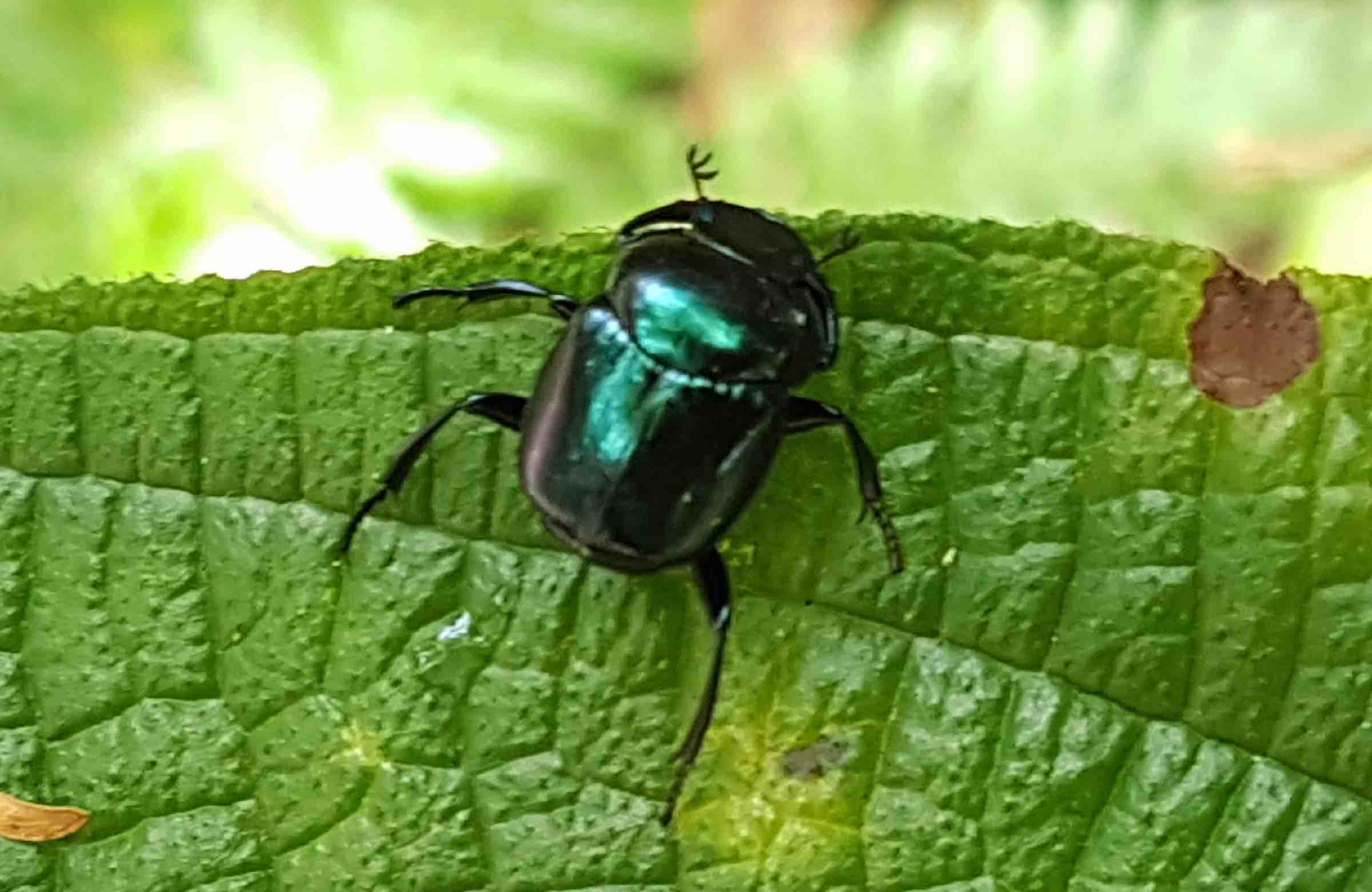 Scarabaeinae sp.