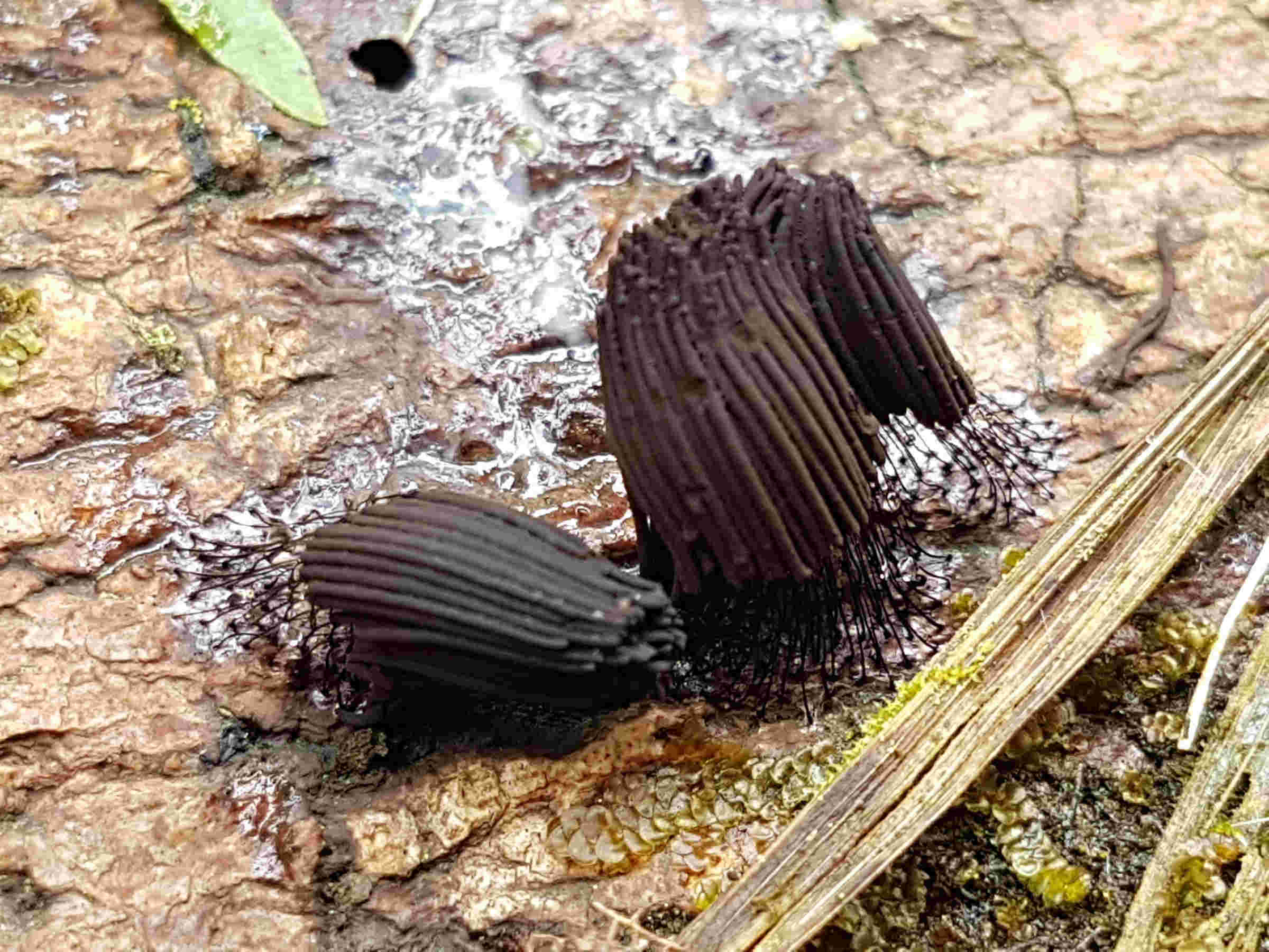 Stemonitis sp.