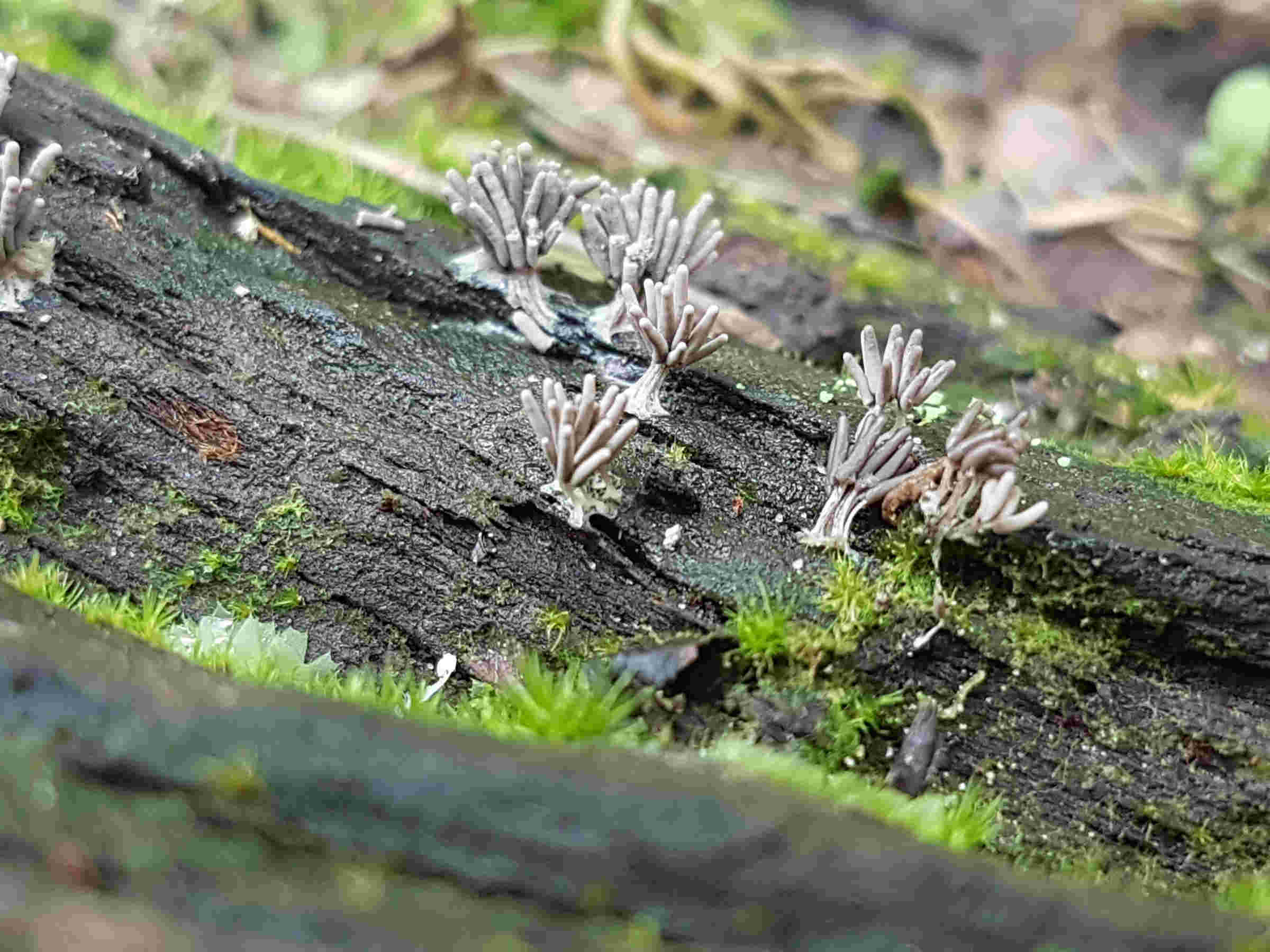 Stemonitis sp.