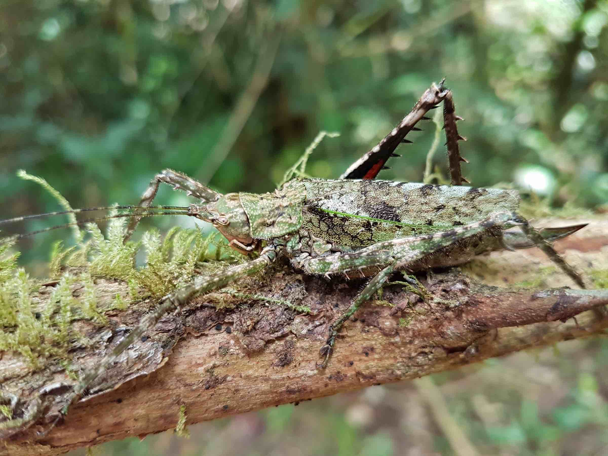 Tettigoniidae sp.