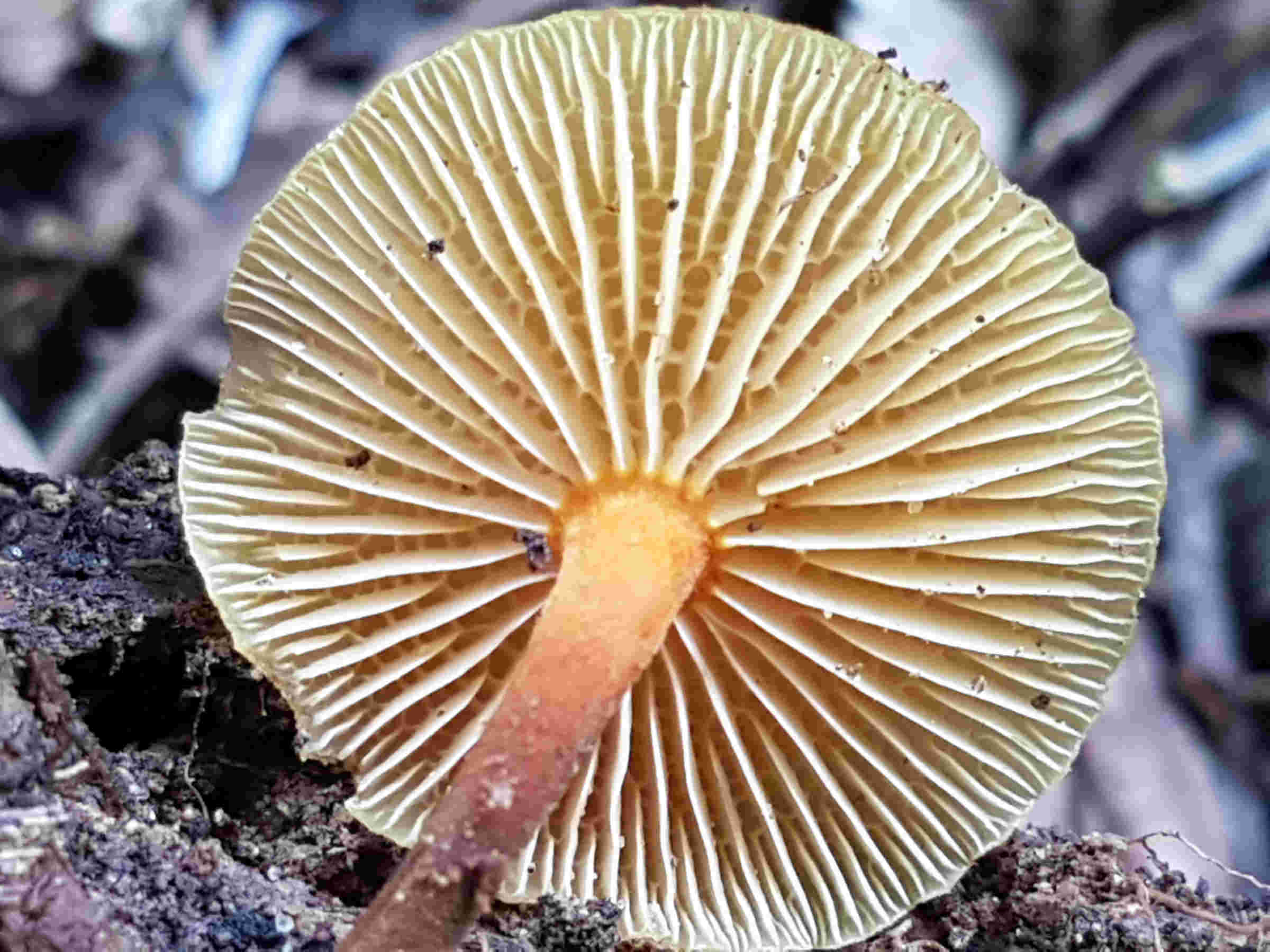 Xeromphalina sp.