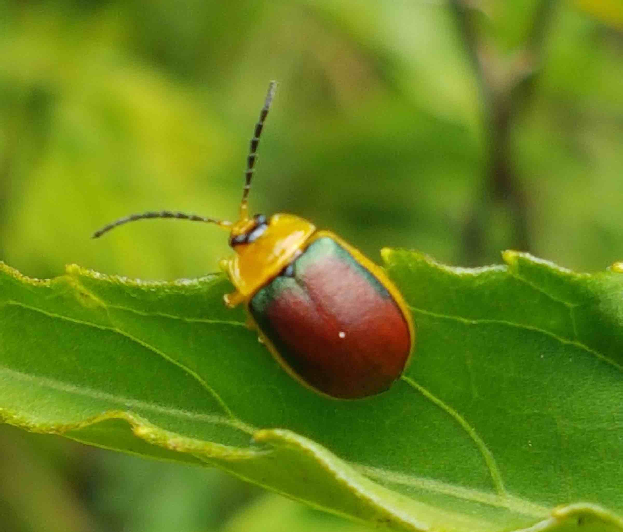 Paranaita bilimbata