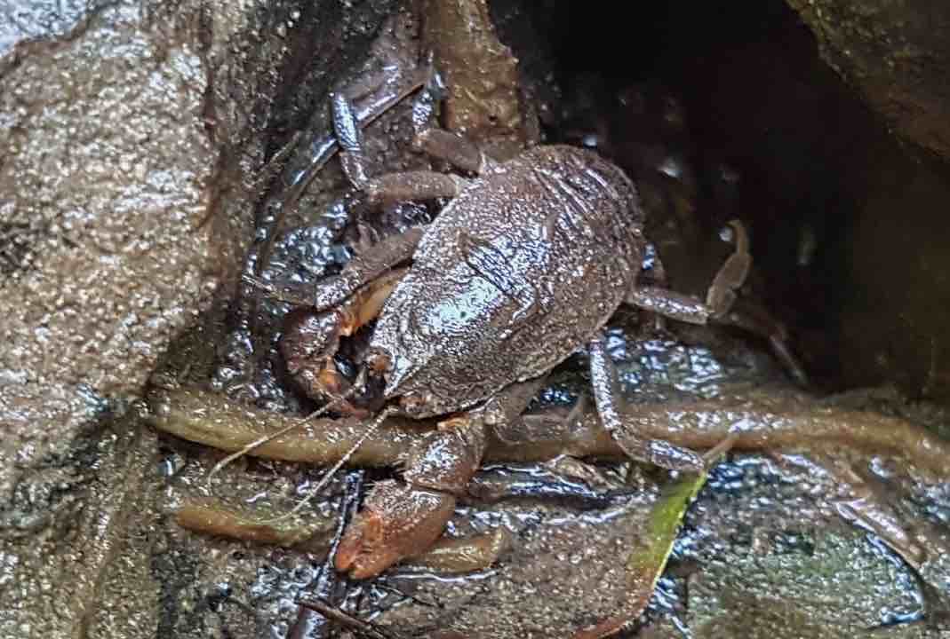 Aegla sp. Reserva Rio das Furnas