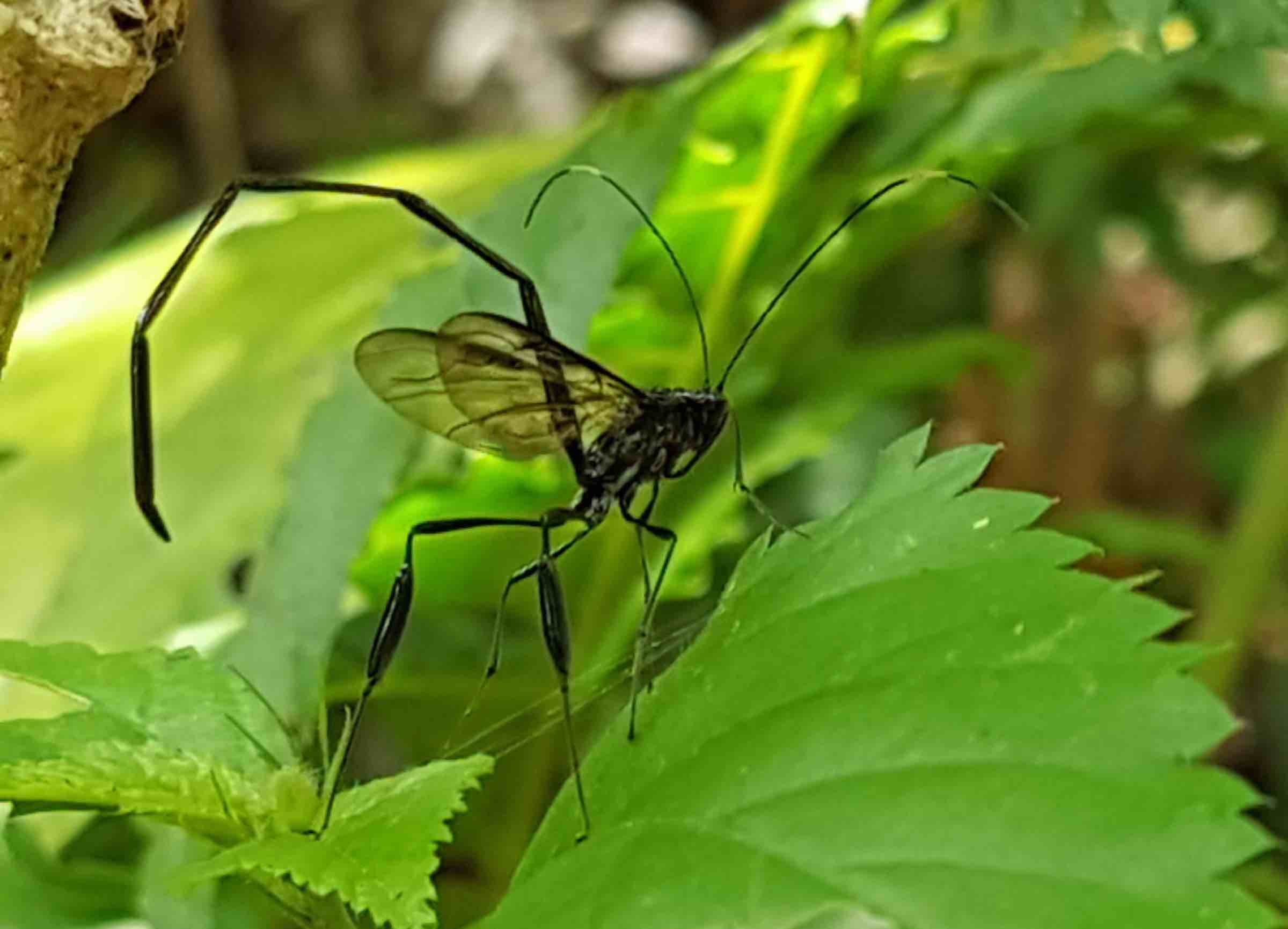 Pelecinus sp.