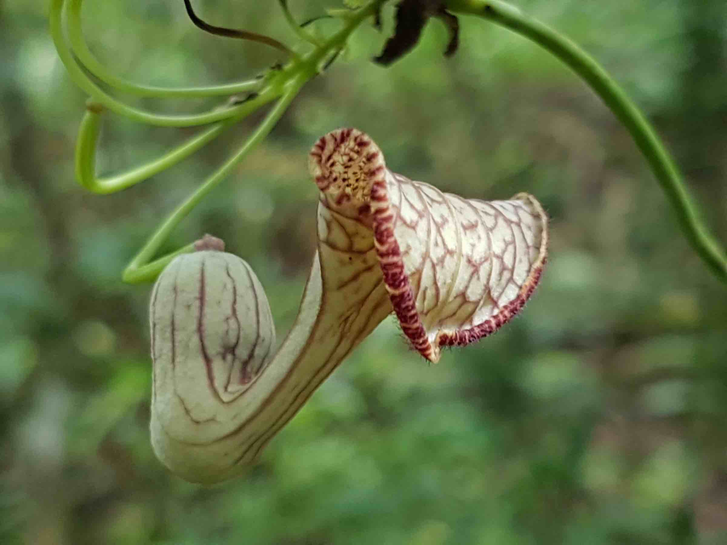 Aristolochia triangularis