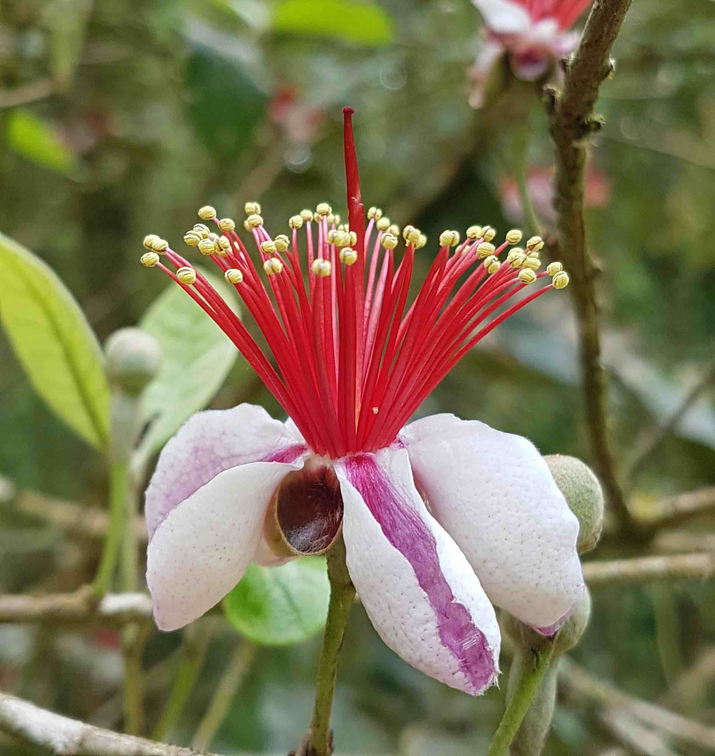 Feijoa sellowiana