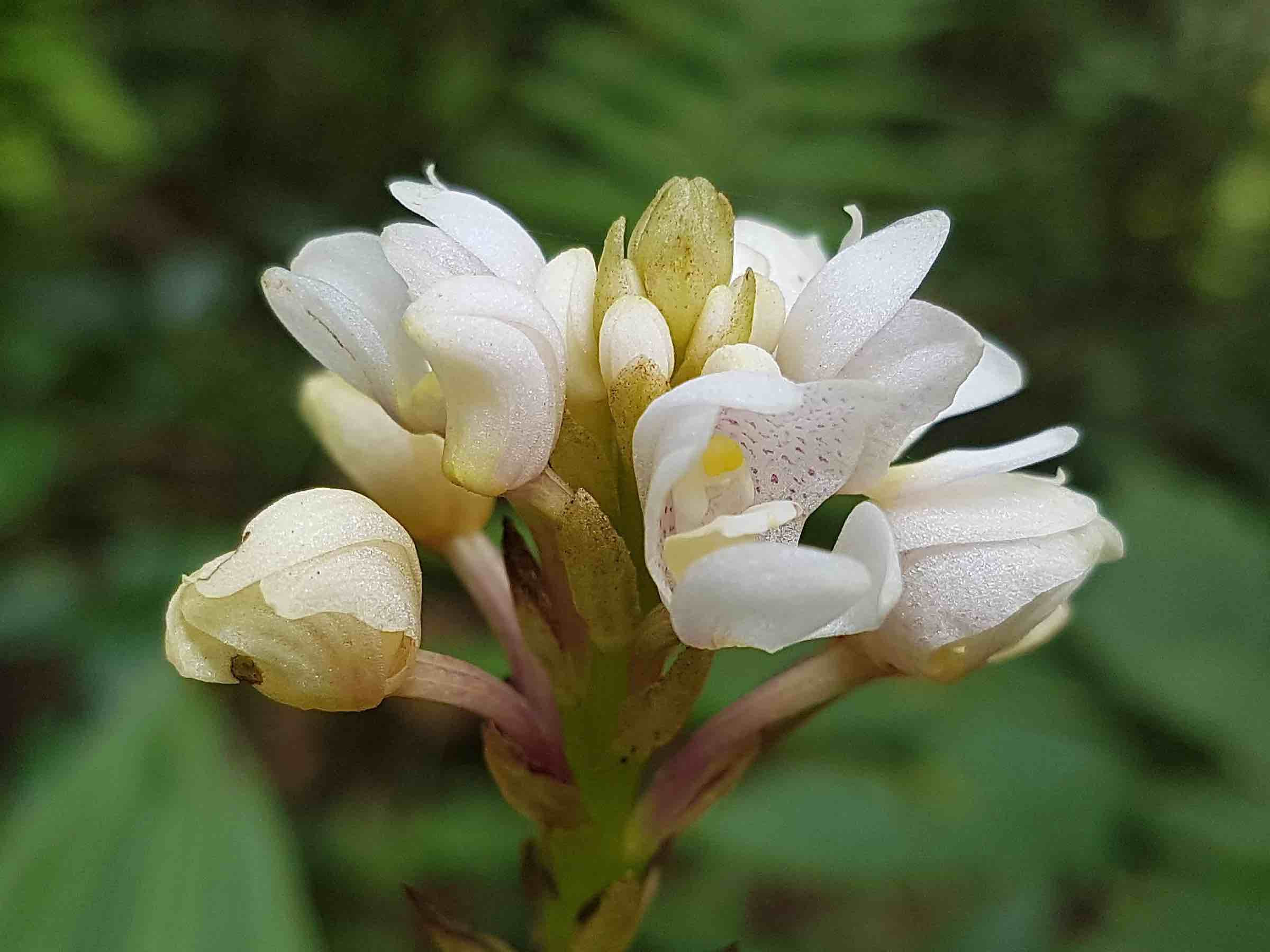 Govenia utriculata