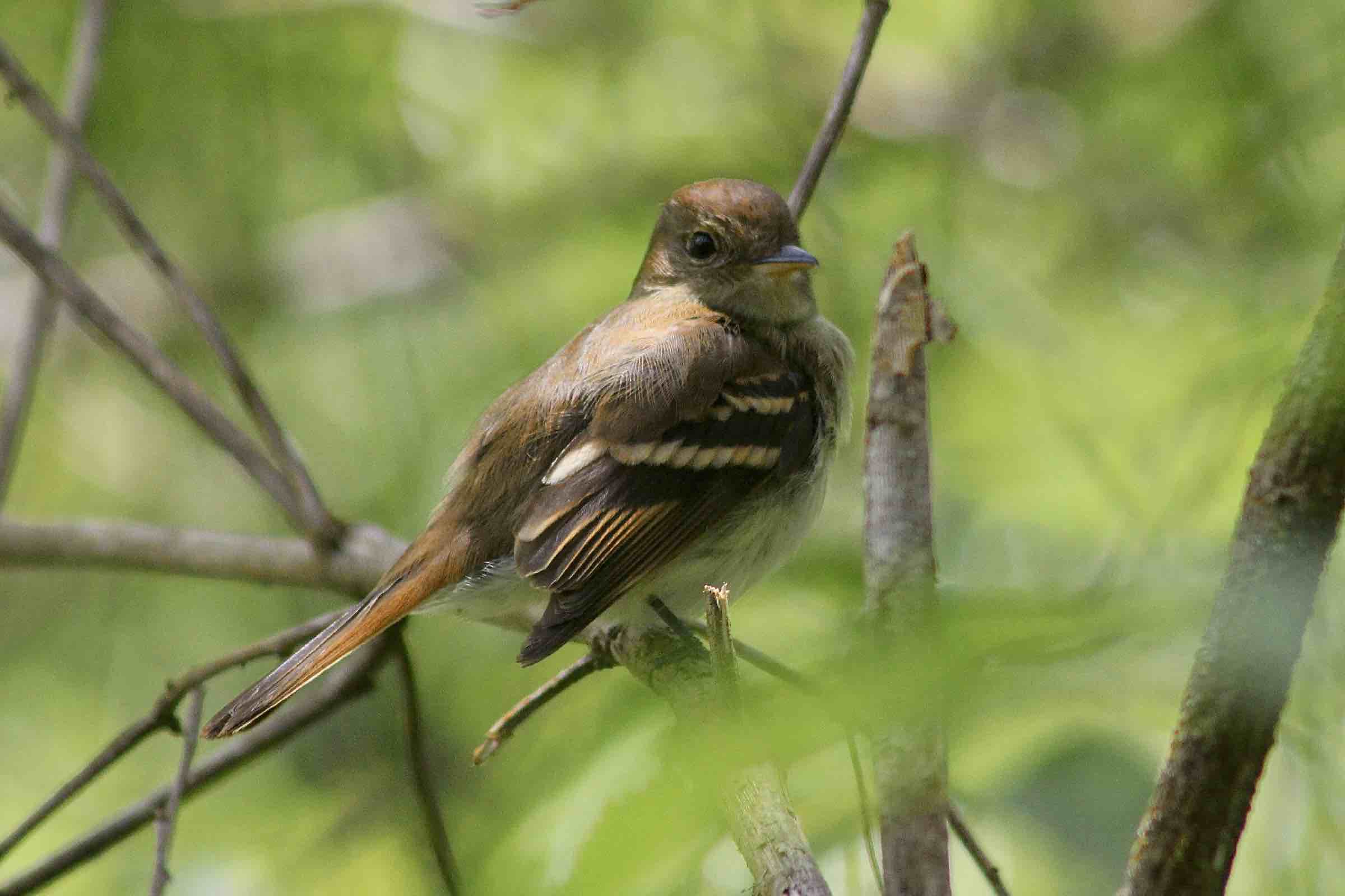 Lathrotriccus euleri