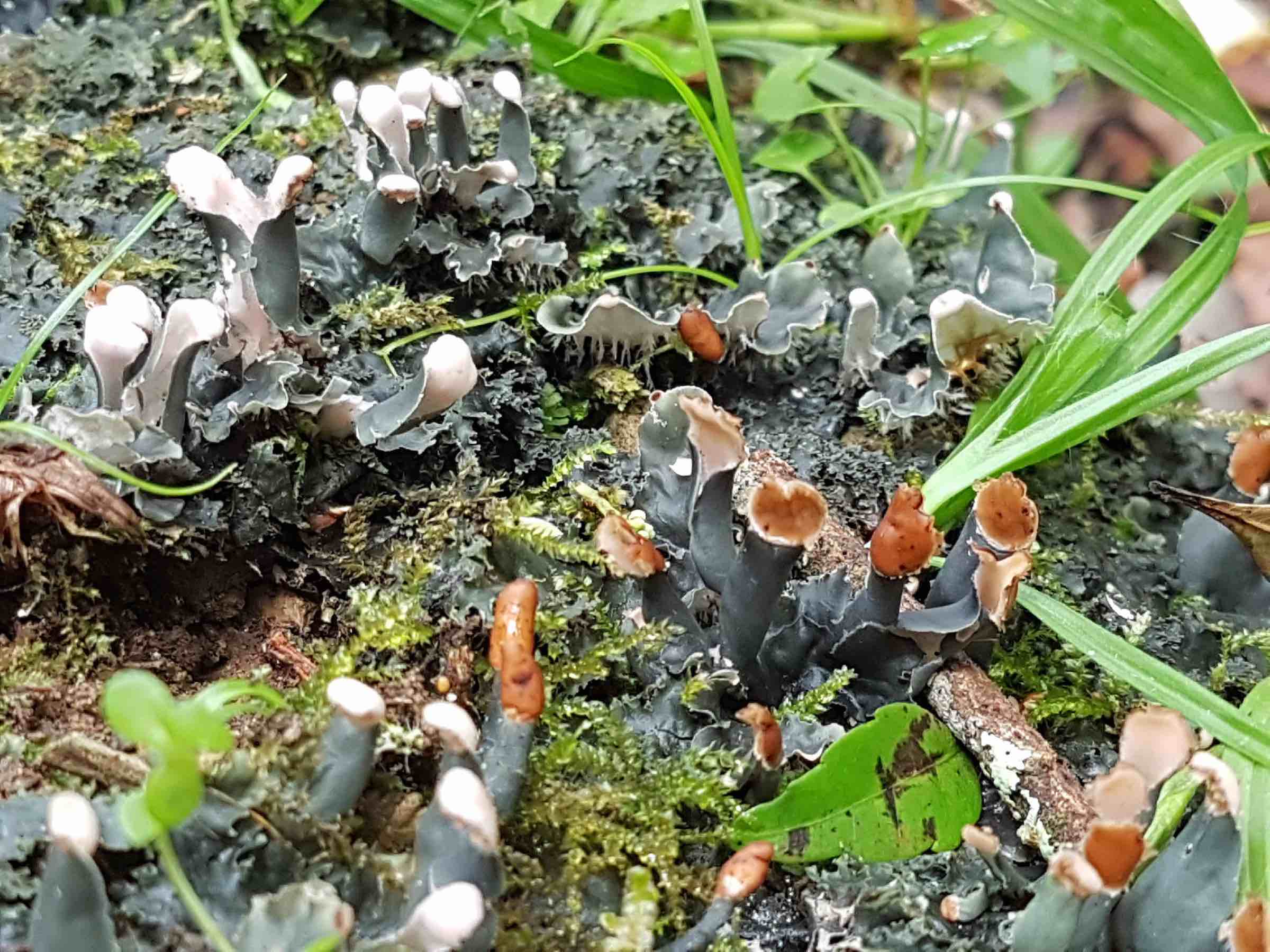 Peltigera austroamericana