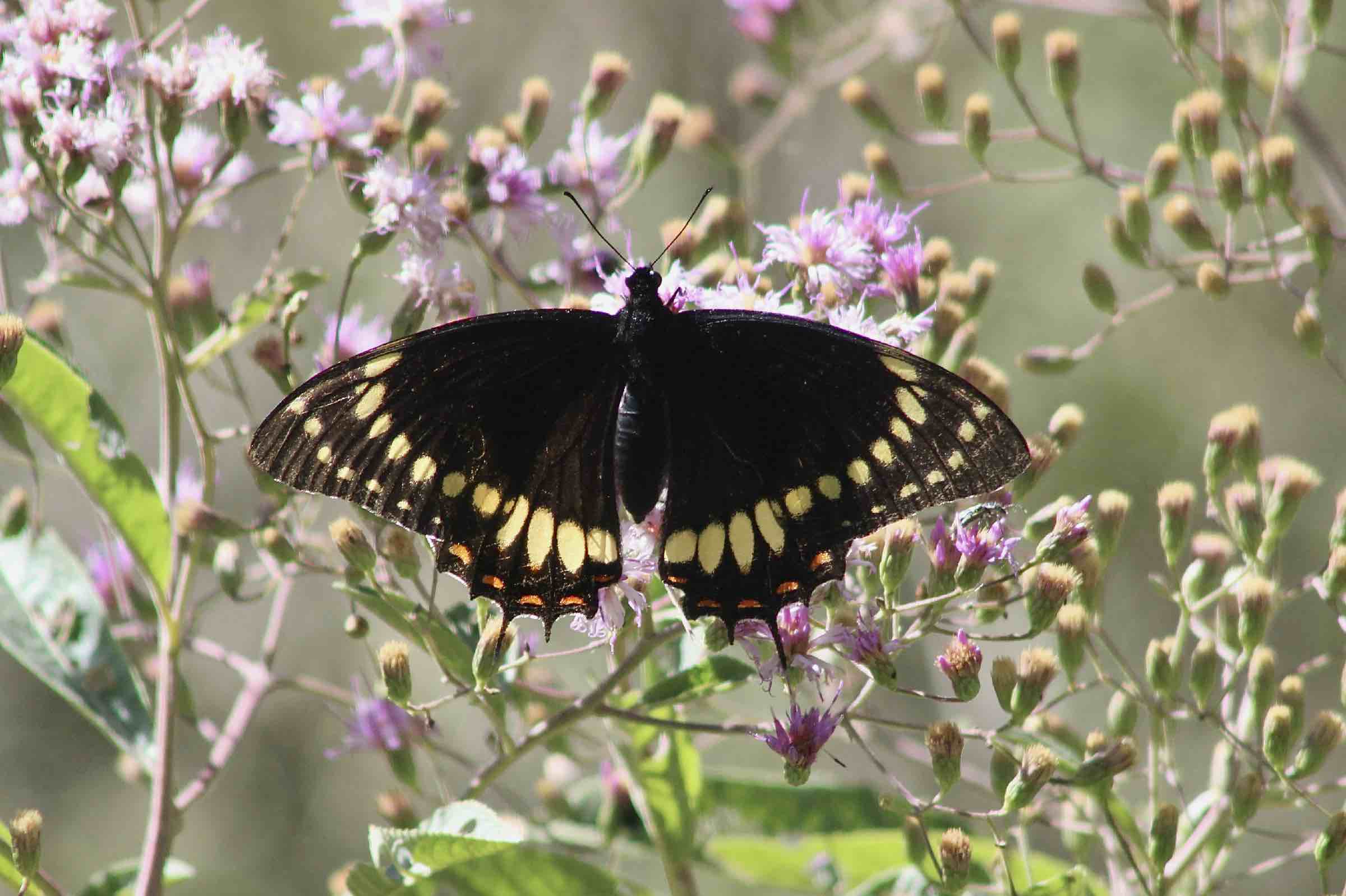 Checklist of the Butterflies and moths in the Furnas River Reserve