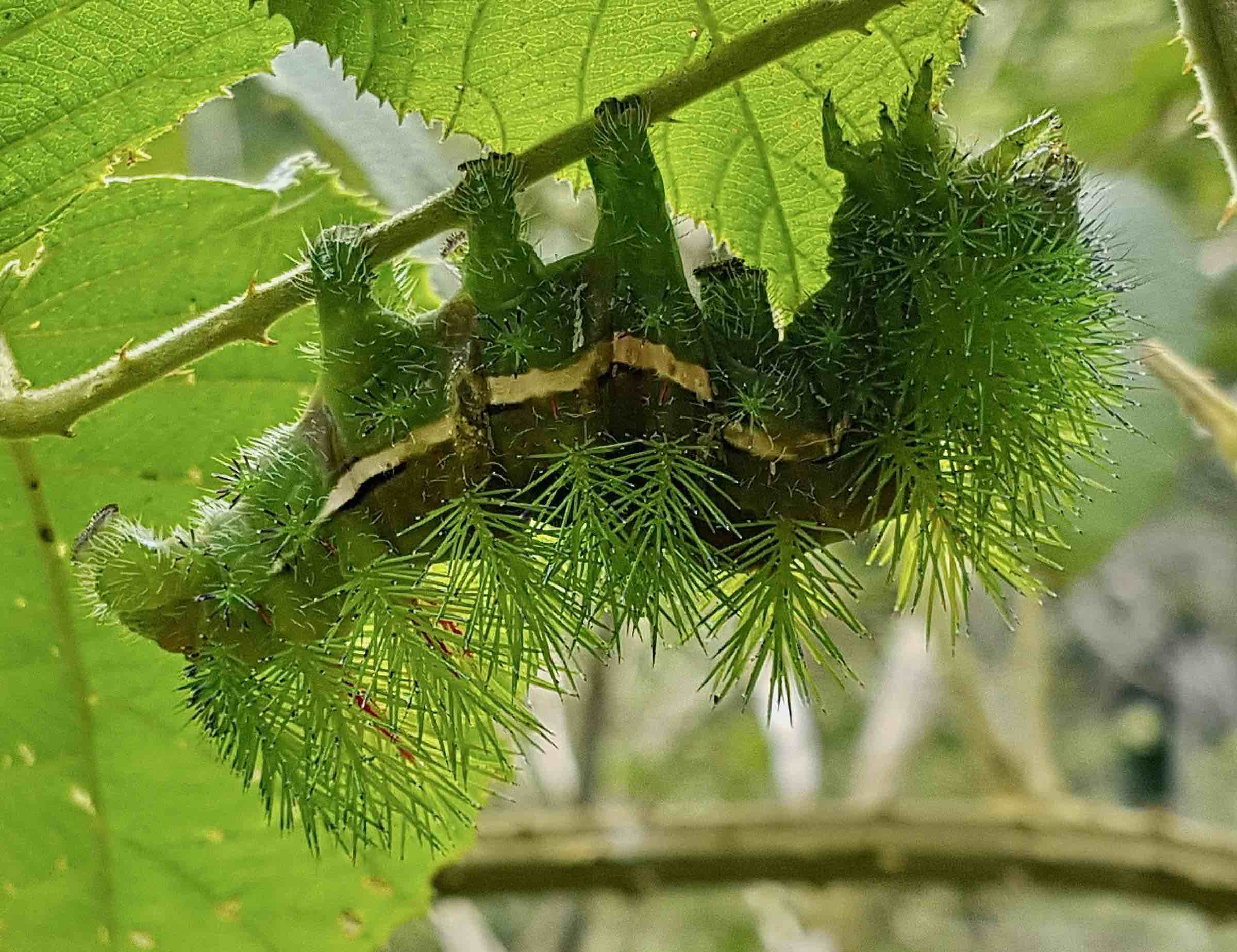 Saturniidae sp.